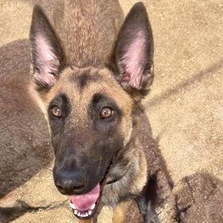 Enlarge Kimchi, a Adopted Mixed Breed in Georgetown, TX image 2/4