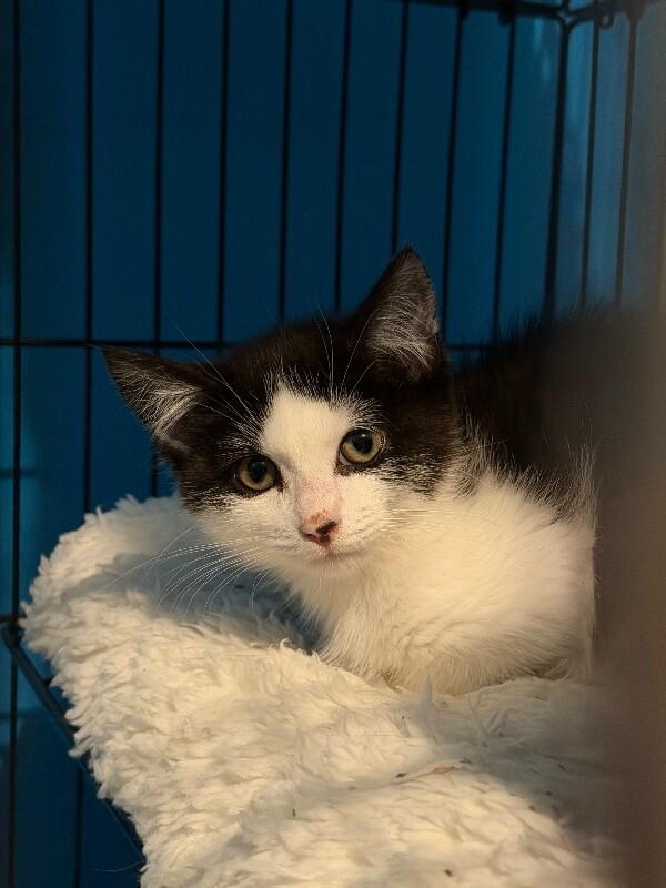 Sinker, Adoptable, Young Female Domestic Medium Hair.