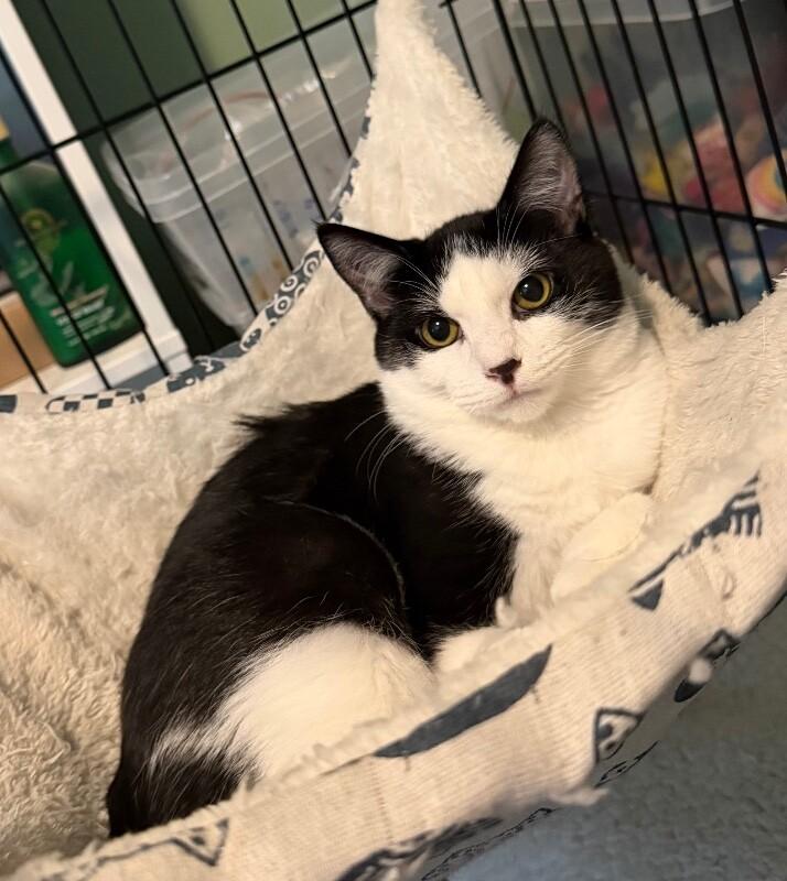 Enlarge Sinker, a Adoptable Domestic Medium Hair in Grand Rapids, MI image 2/2