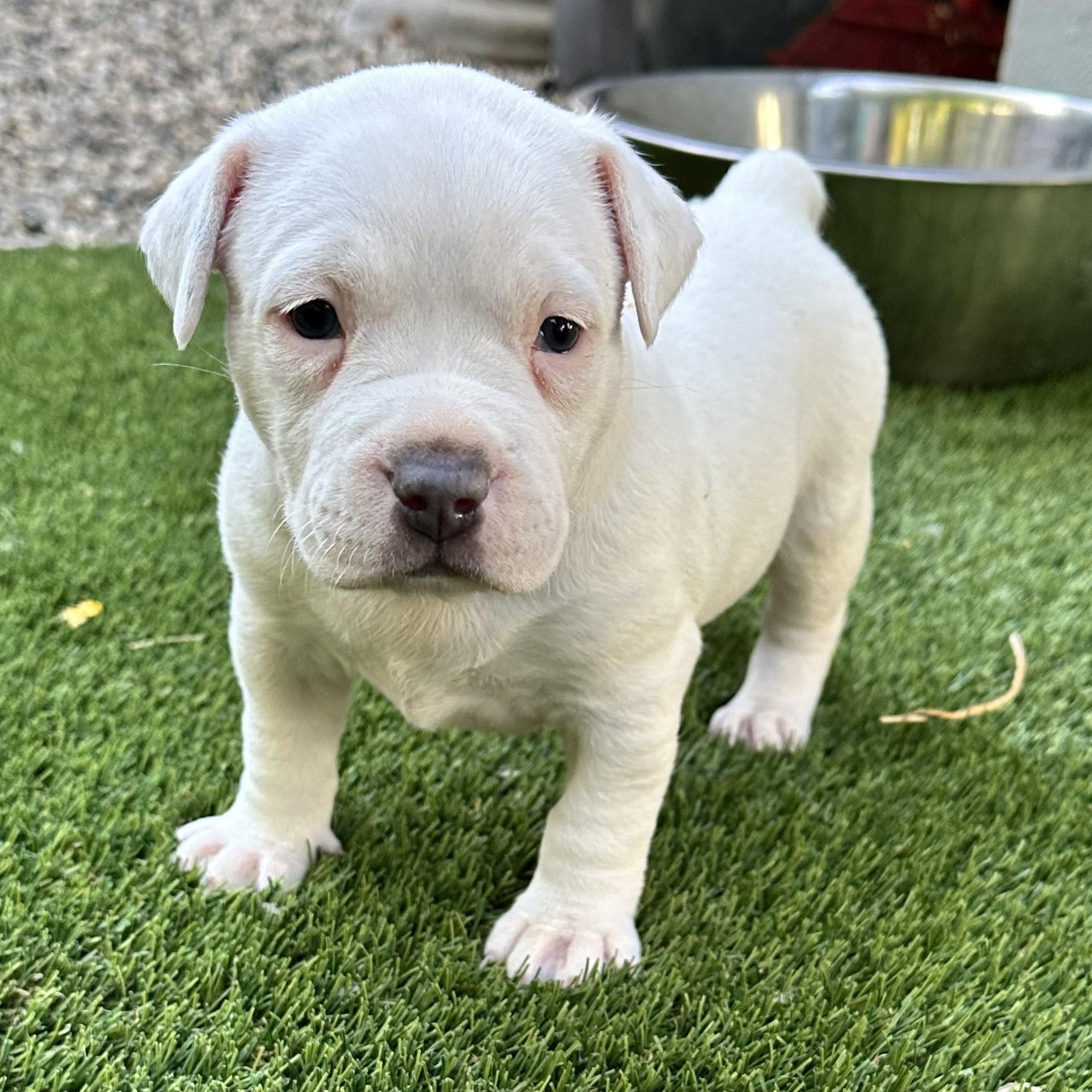 Enlarge Loretta, an adopted mixed breed in SACRAMENTO, CA image 1/2