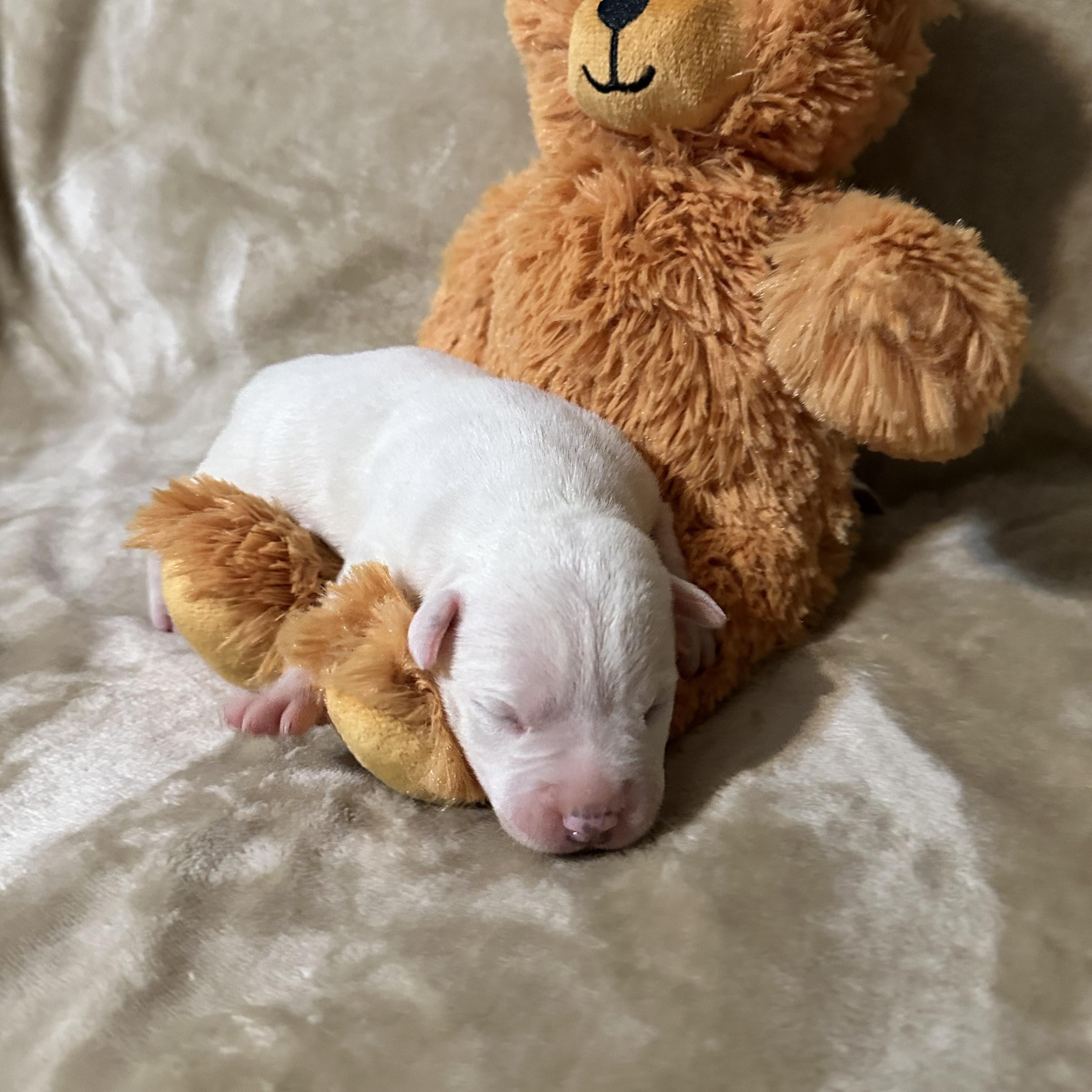 Enlarge Loretta, an adopted mixed breed in SACRAMENTO, CA image 2/2