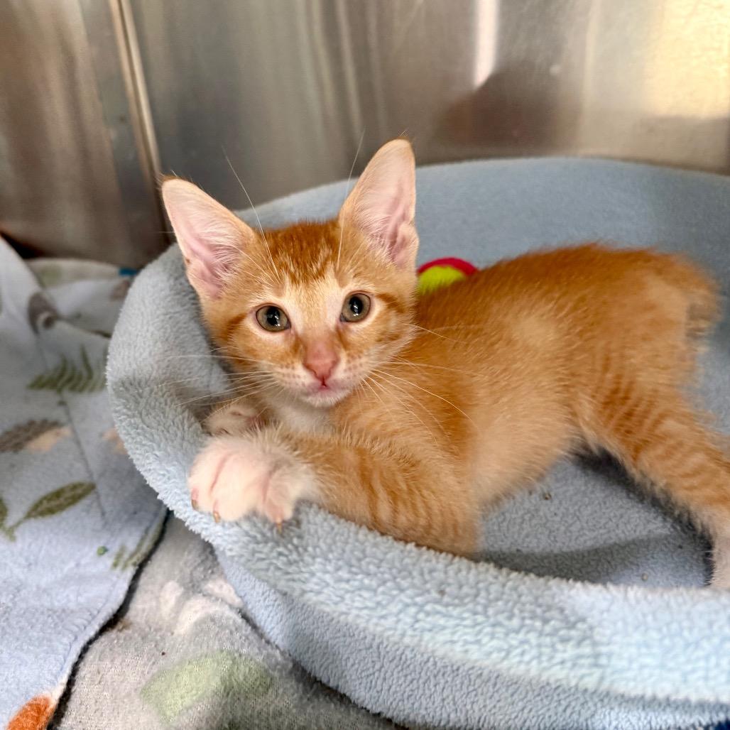 Sunny, Adoptable, Kitten Male Domestic Short Hair.