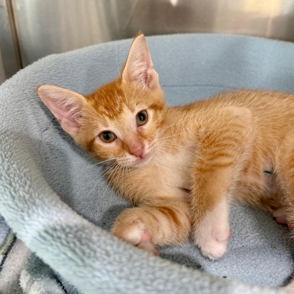 Enlarge Sunny, a Adoptable Domestic Short Hair in Bradenton, FL image 2/2