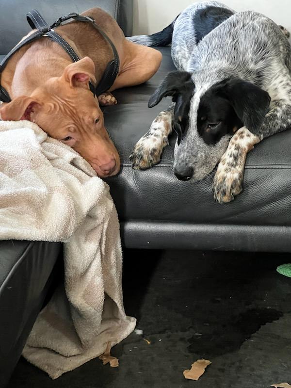 Enlarge Roxy, a Adoptable mixed breed in Durham , NC image 2/5