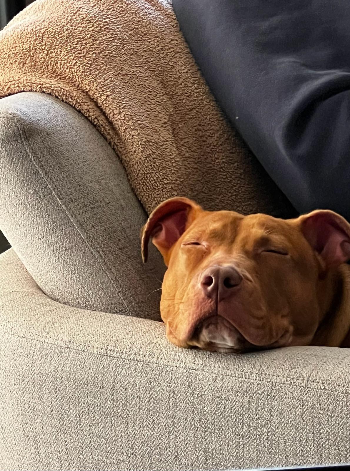 Roxy, Adoptable, Young Female American Staffordshire Terrier.