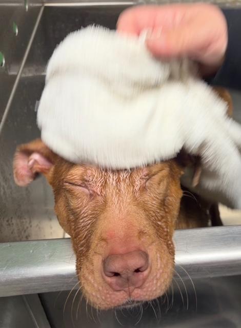 Enlarge Roxy, a Adoptable mixed breed in Durham , NC image 4/5