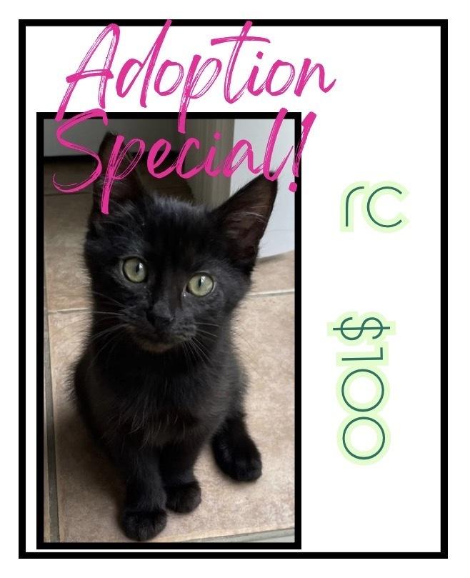 Enlarge RC, a Adoptable mixed breed in Poplar Grove, IL image 1/6