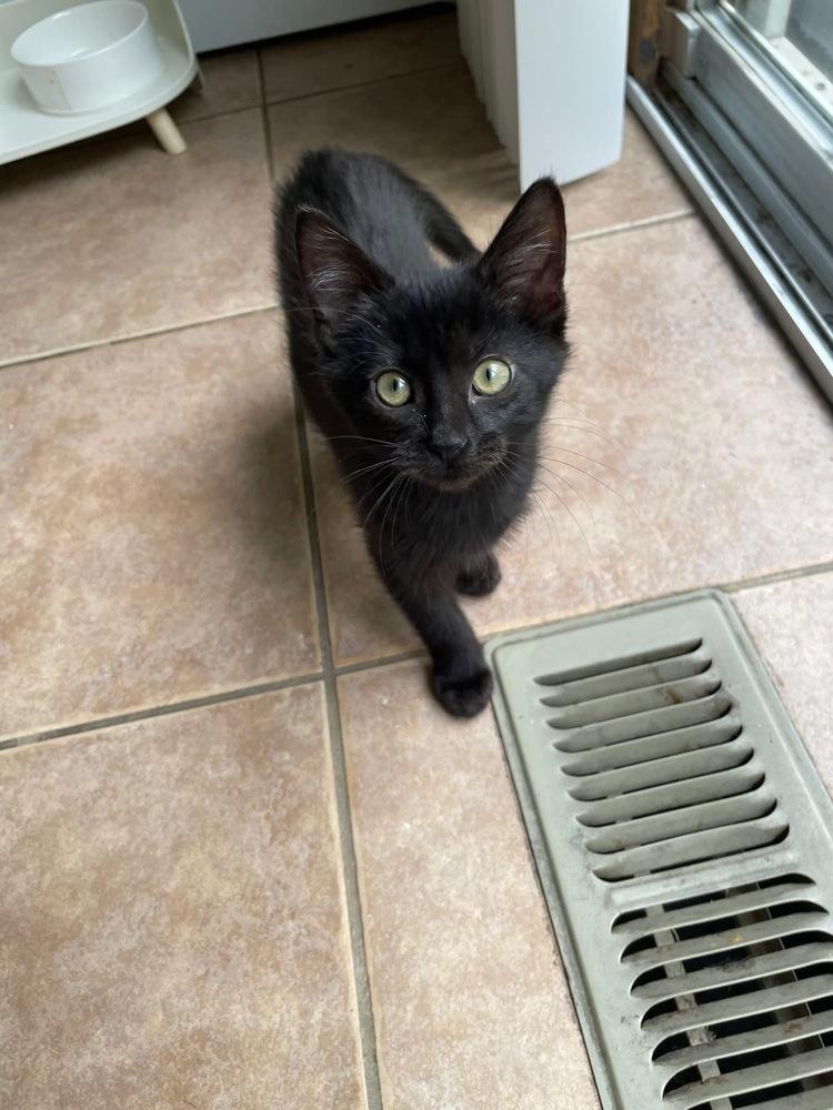 Enlarge RC, a Adoptable mixed breed in Poplar Grove, IL image 3/6