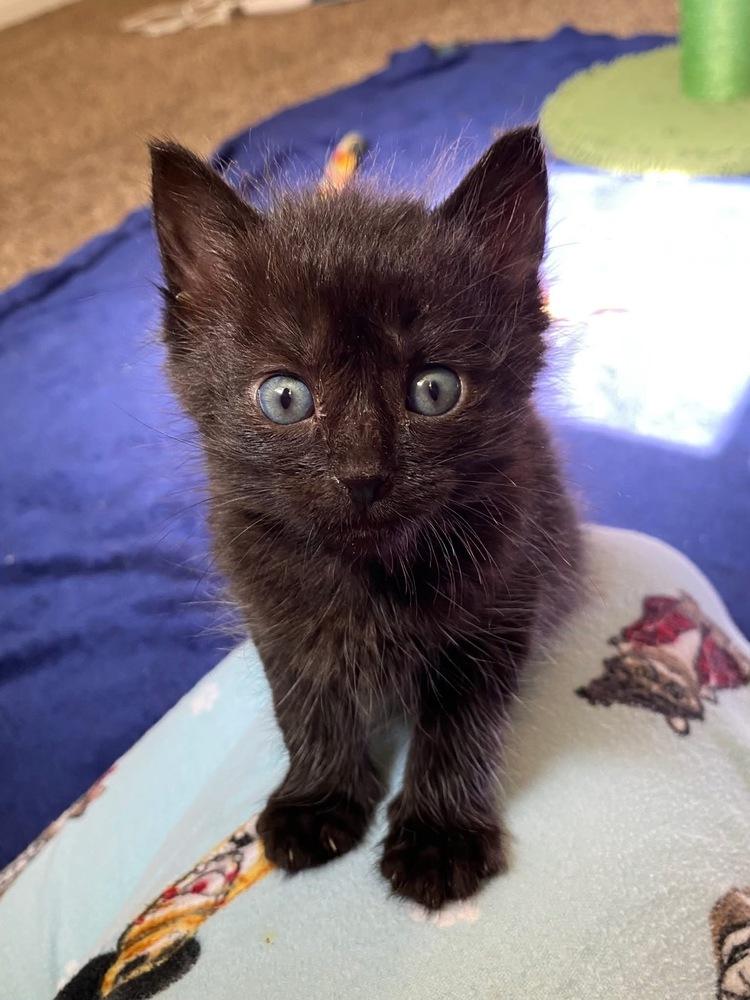 Enlarge RC, a Adoptable mixed breed in Poplar Grove, IL image 4/6