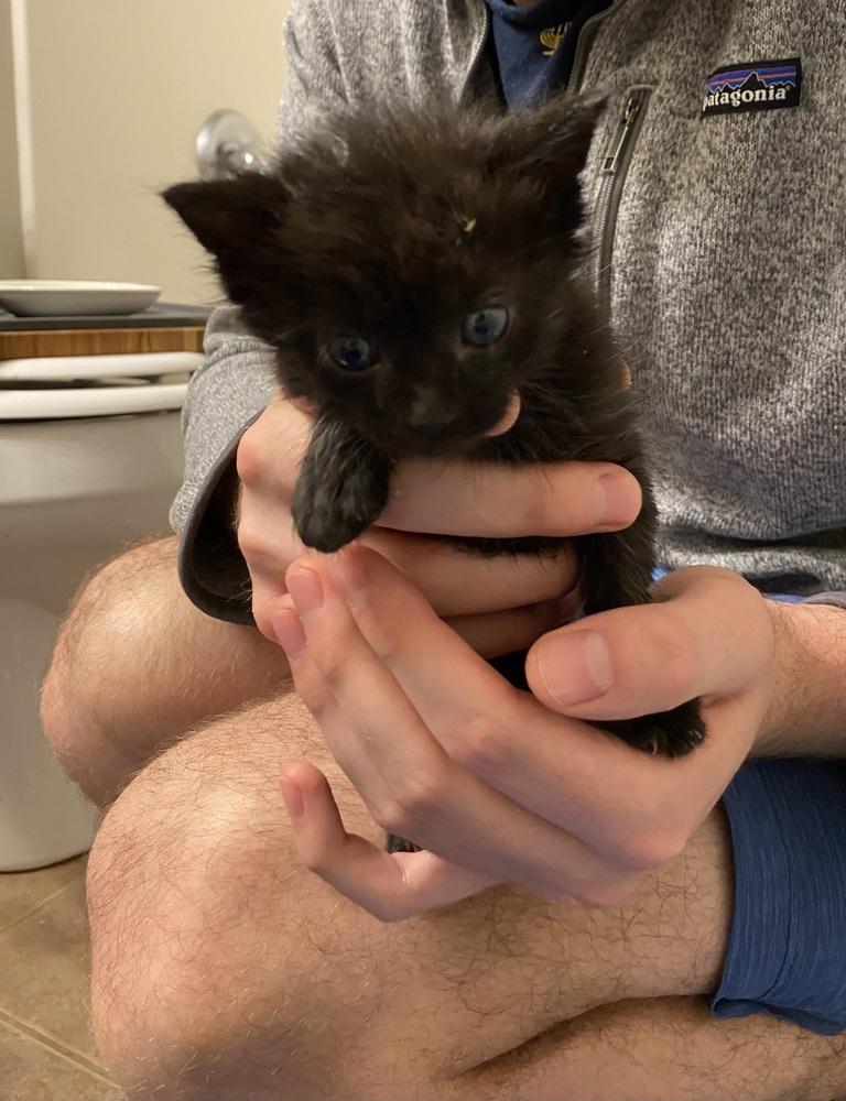 Enlarge RC, a Adoptable mixed breed in Poplar Grove, IL image 5/6