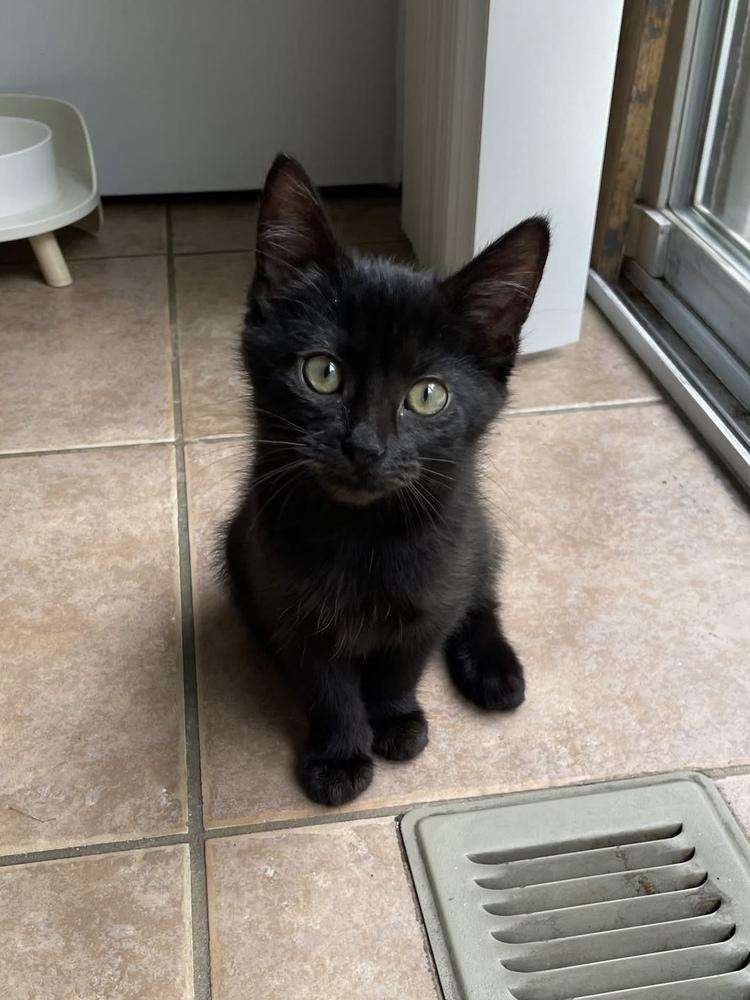 RC, Adoptable, Kitten Female Domestic Short Hair & Domestic Short Hair.