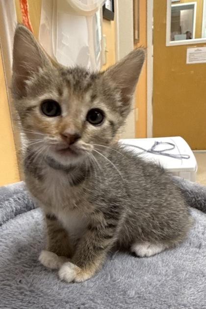 Enlarge Lori, a Adoptable mixed breed in Wilkesboro, NC image 1/3