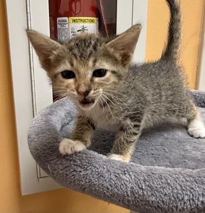 Enlarge Lori, a Adoptable mixed breed in Wilkesboro, NC image 3/3
