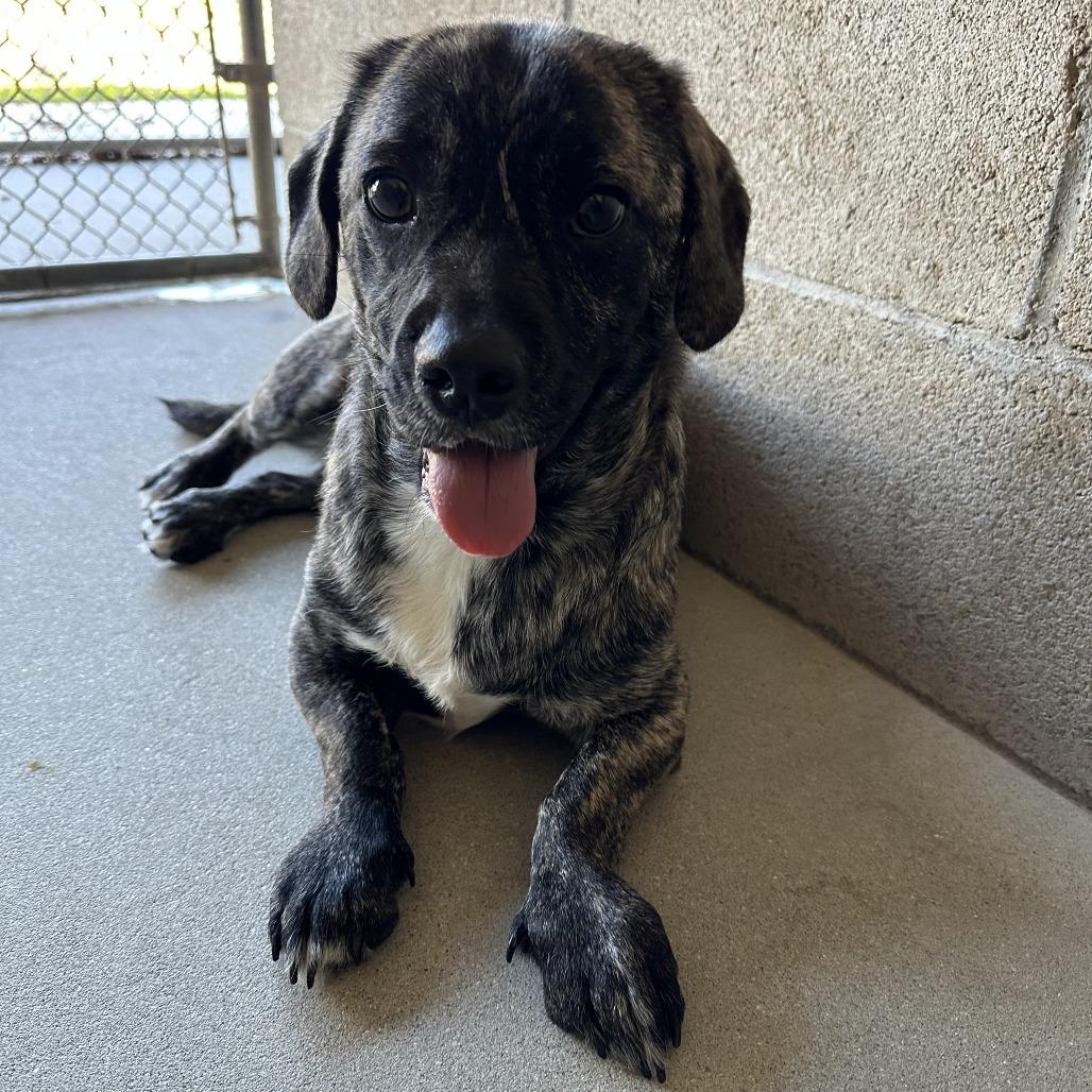 Reggie, Adoptable, Young Male Husky & French Bulldog.