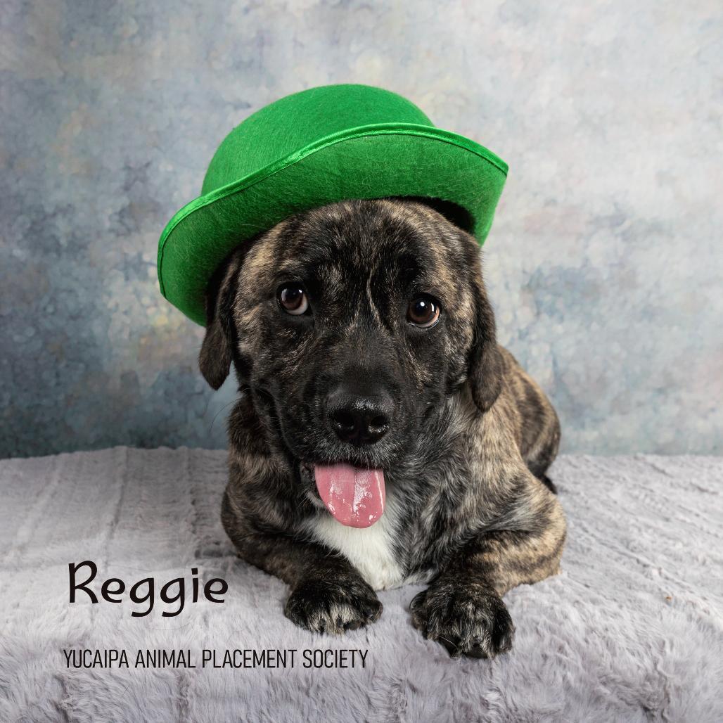 Enlarge Reggie, a Adoptable mixed breed in Yucaipa, CA image 2/6