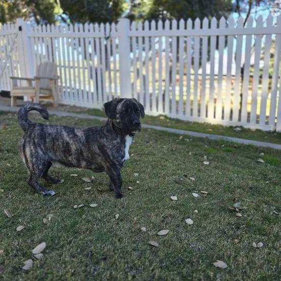Enlarge Reggie, a Adoptable mixed breed in Yucaipa, CA image 2/6