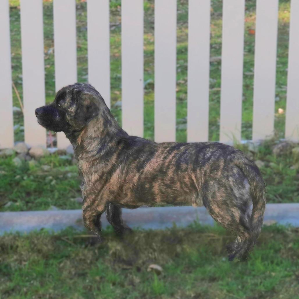 Enlarge Reggie, a Adoptable mixed breed in Yucaipa, CA image 5/6