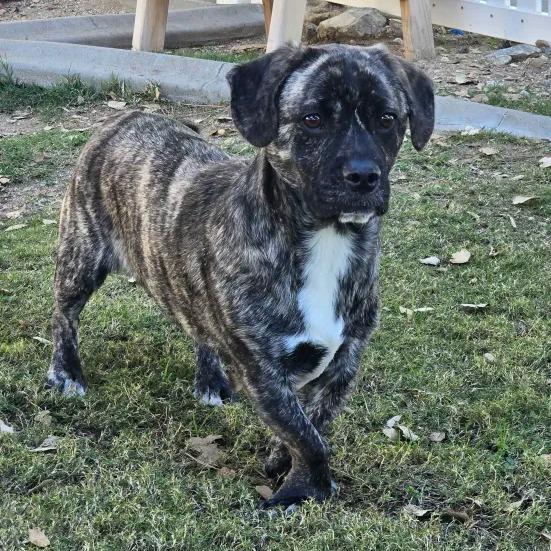 Enlarge Reggie, a Adoptable mixed breed in Yucaipa, CA image 6/6