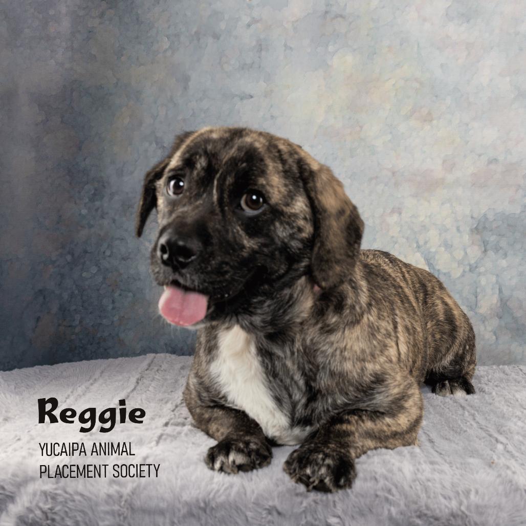 Reggie, a Adoptable mixed breed in Yucaipa, CA image 6/6