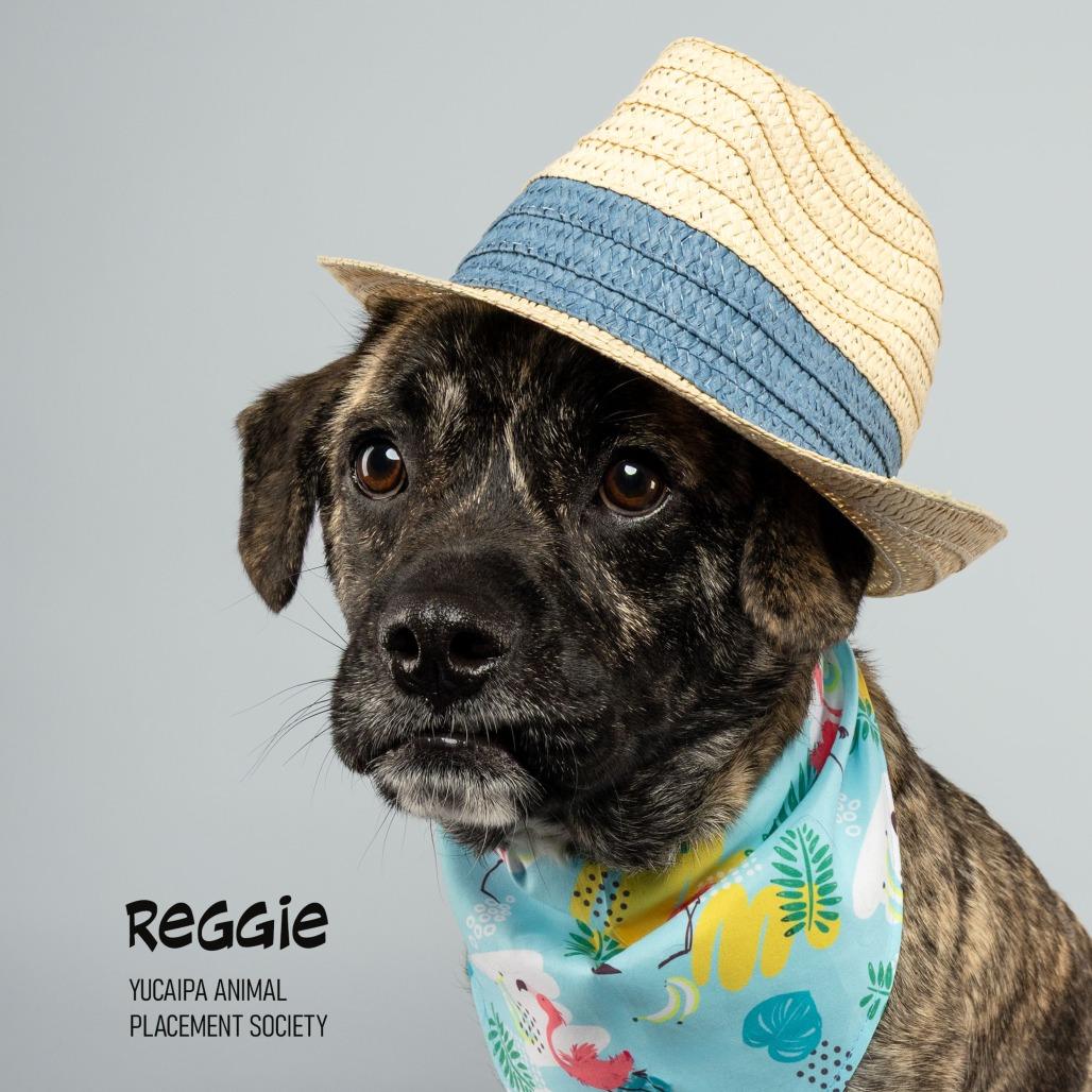Enlarge Reggie, a Adoptable mixed breed in Yucaipa, CA image 6/6