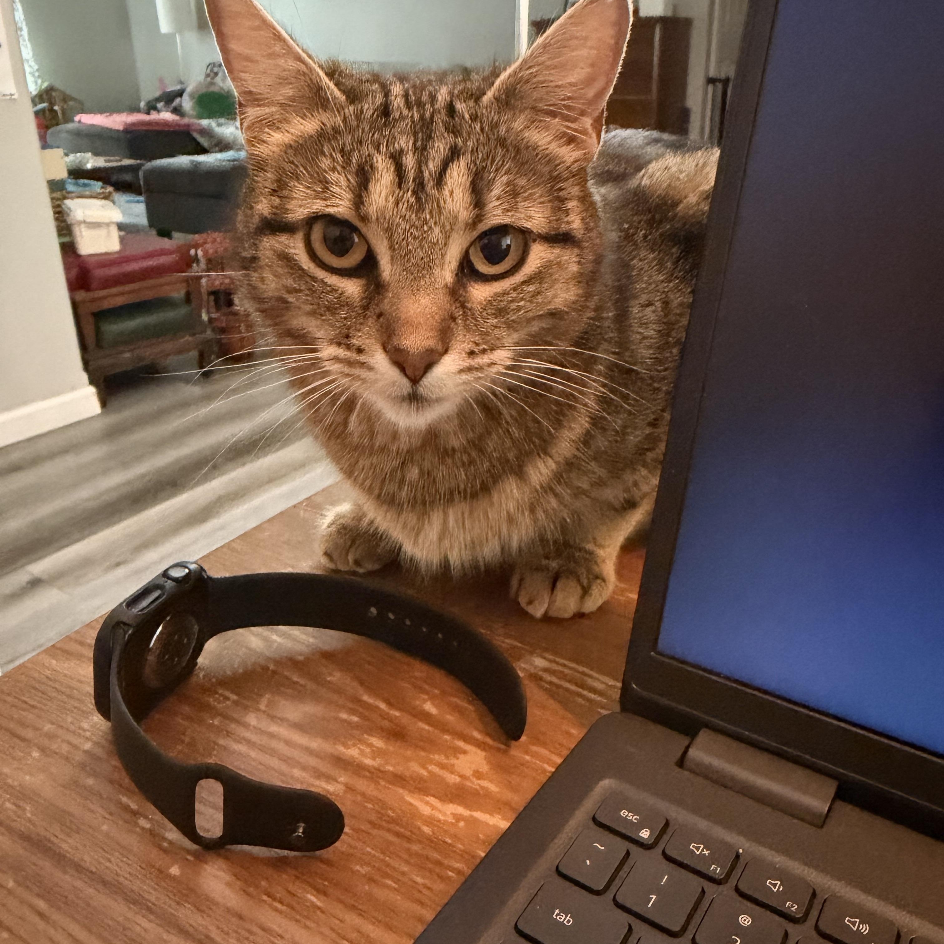Cinnamon Toast (Toasty), a Adoptable Domestic Short Hair in Rochester, WA image 4/5