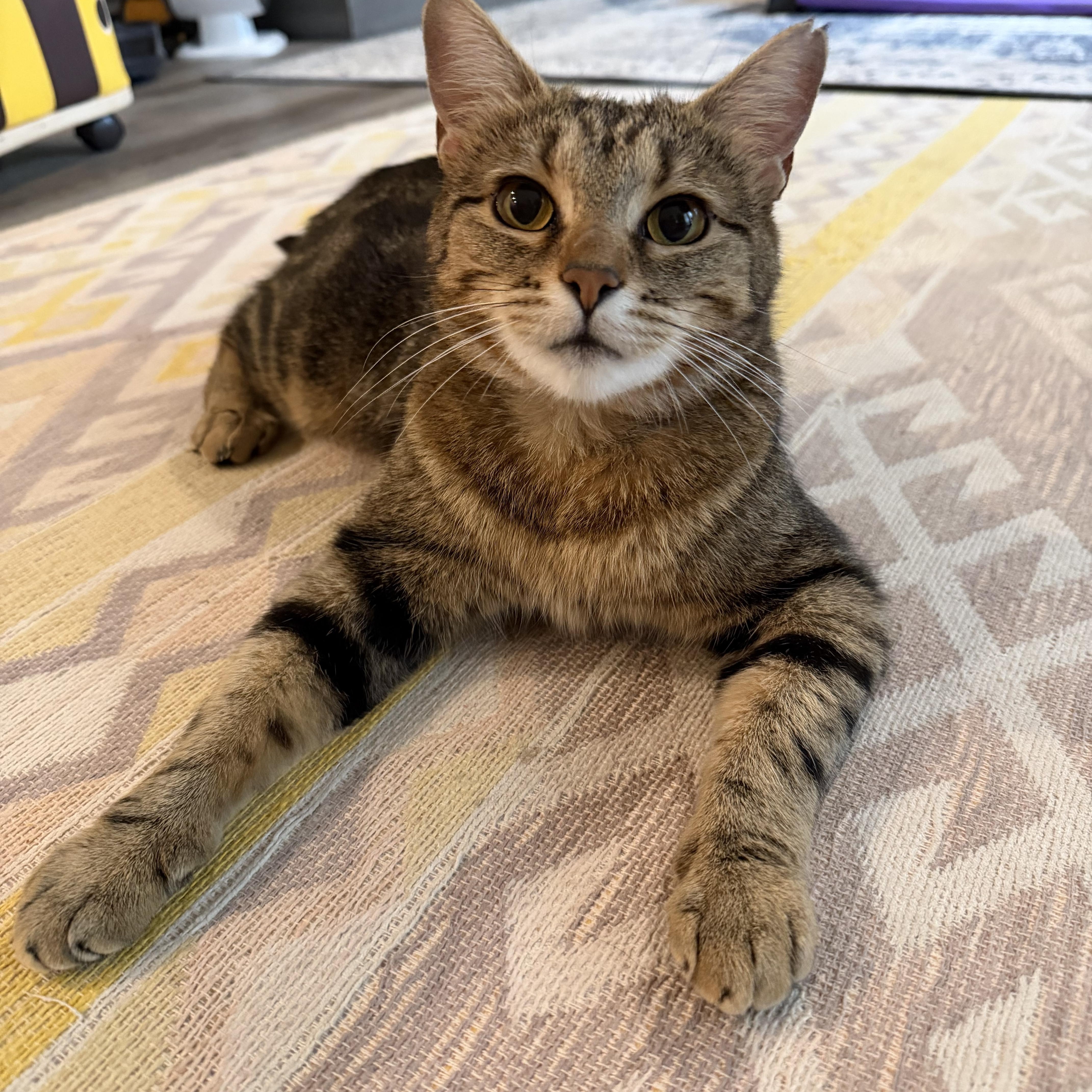 Cinnamon Toast (Toasty), Adoptable, Young Female Domestic Short Hair.