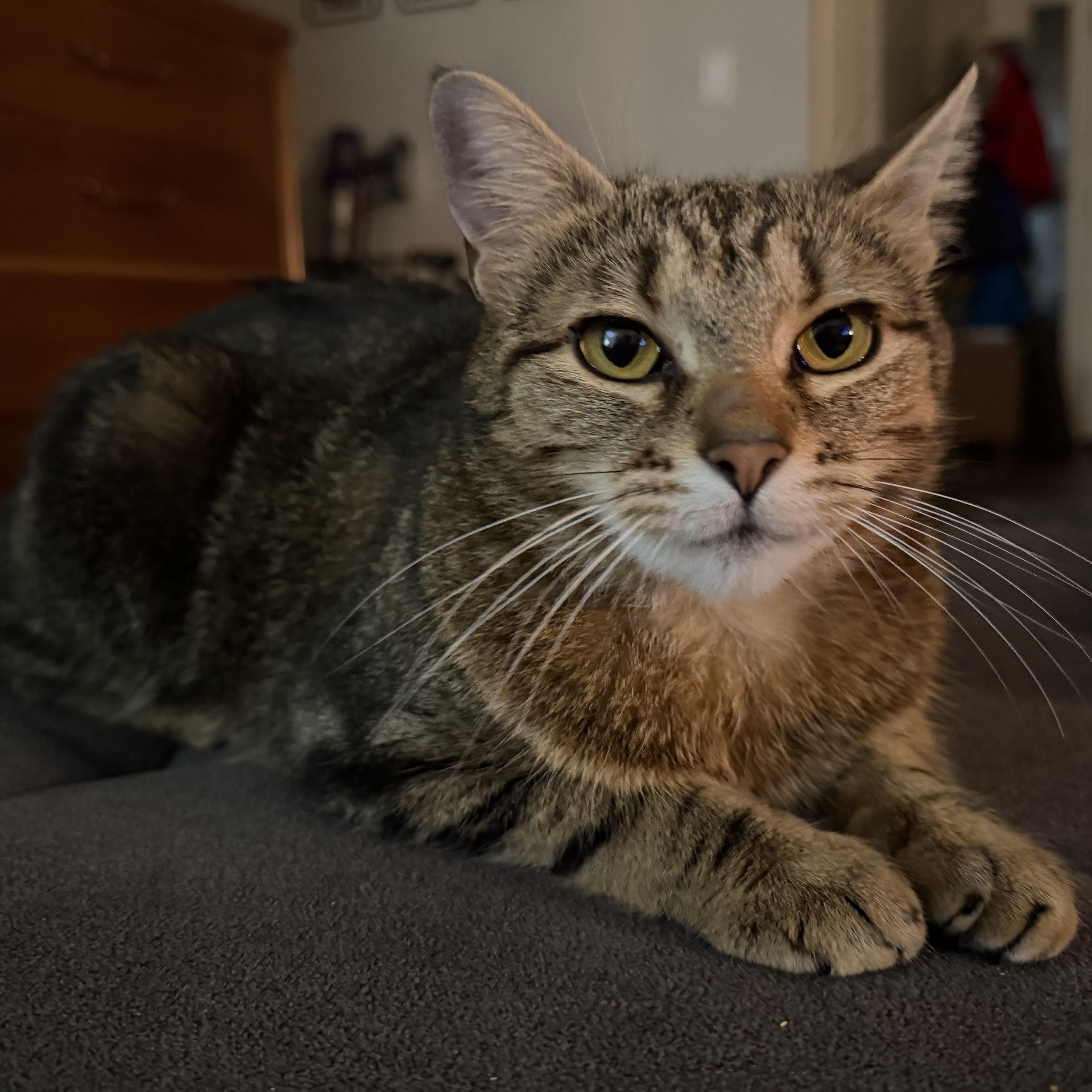 Cinnamon Toast (Toasty), a Adoptable Domestic Short Hair in Rochester, WA image 3/5