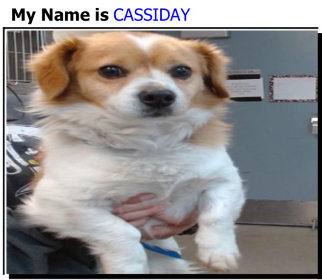 Cassidy (26), Adoptable, Adult Male Cavalier King Charles Spaniel.