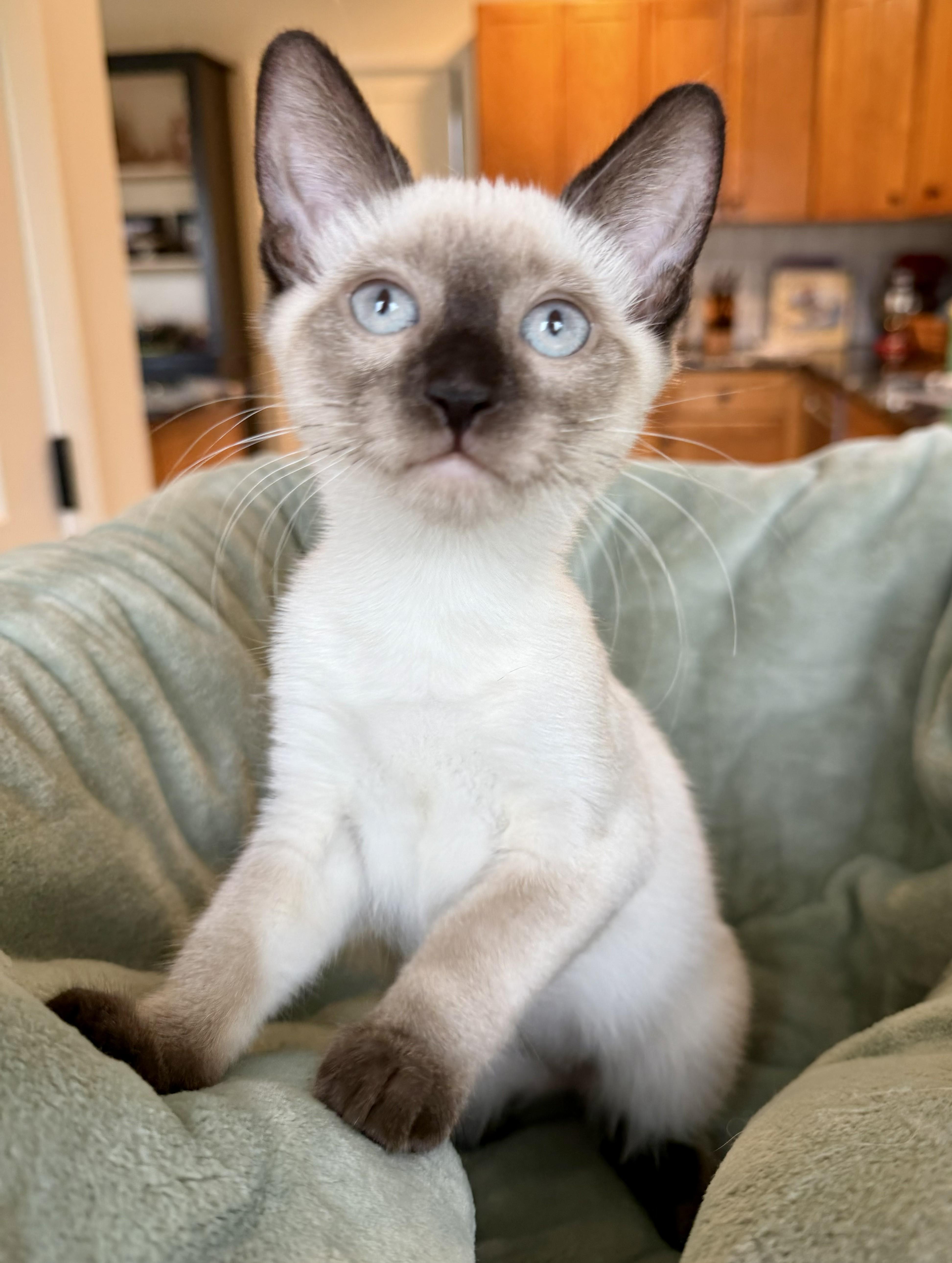Heidi, an adopted mixed breed in Wayne, NJ image 2/5