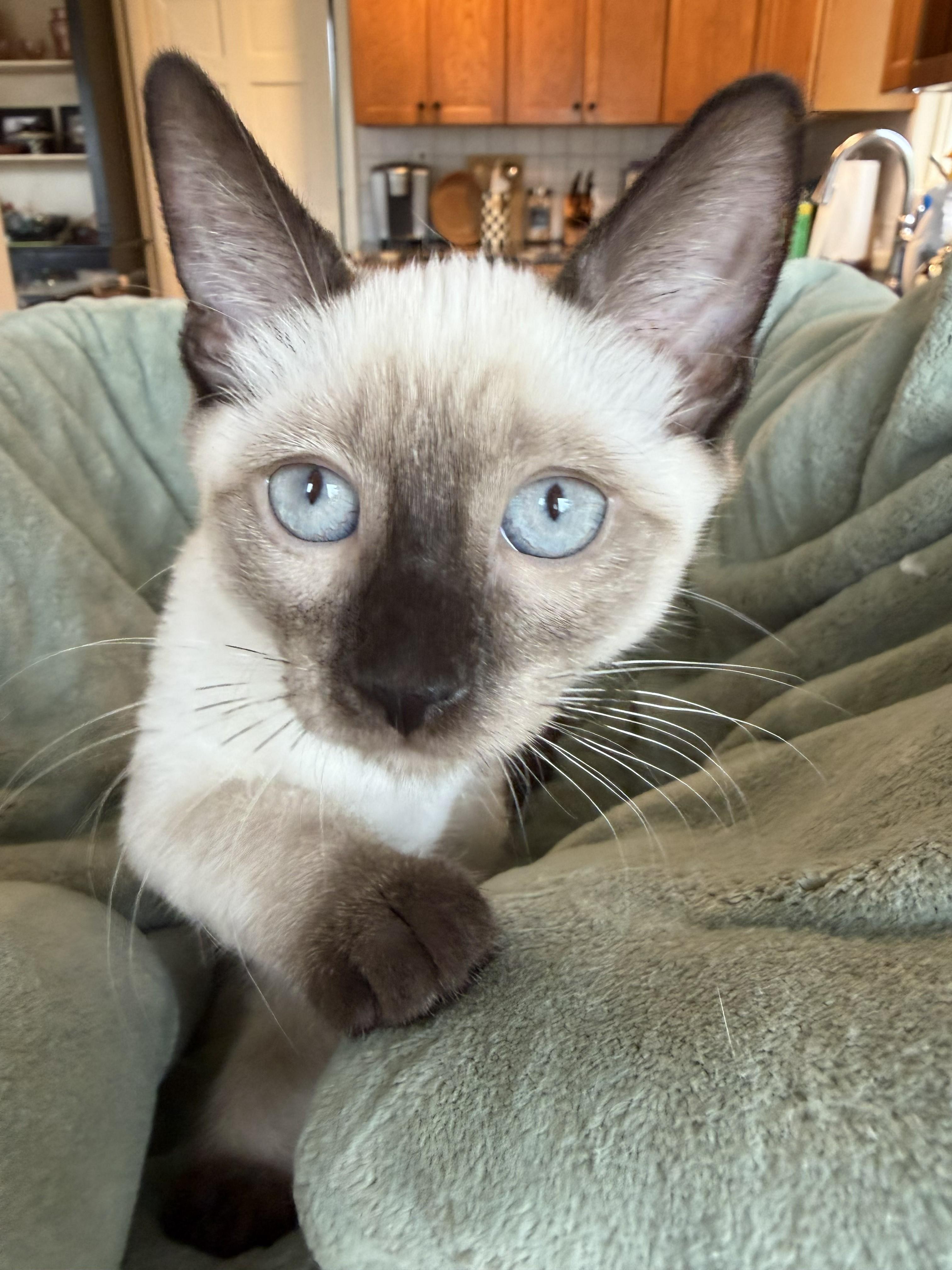 Heidi, an adopted mixed breed in Wayne, NJ image 1/5