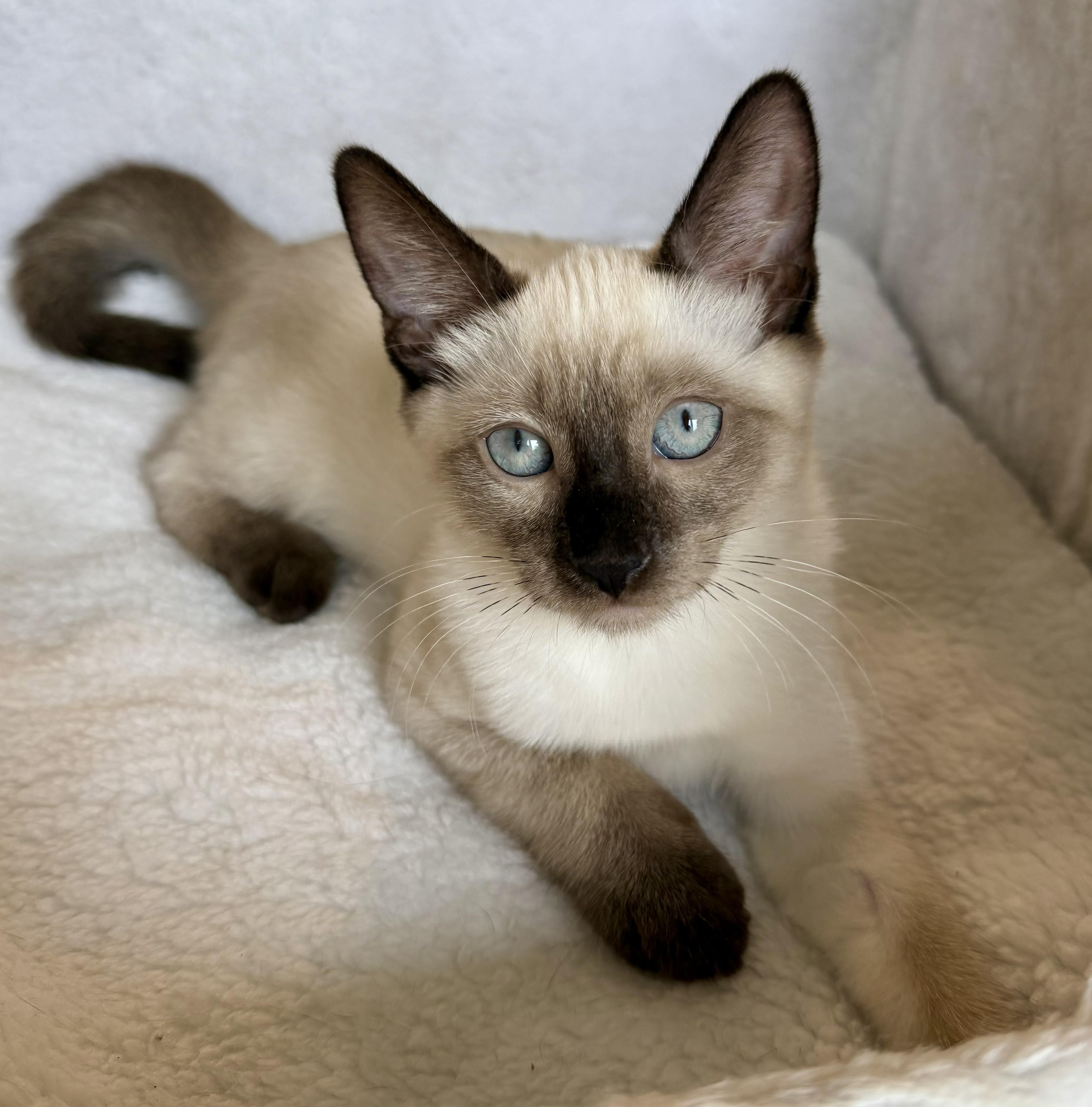Heidi, an adopted mixed breed in Wayne, NJ image 5/5