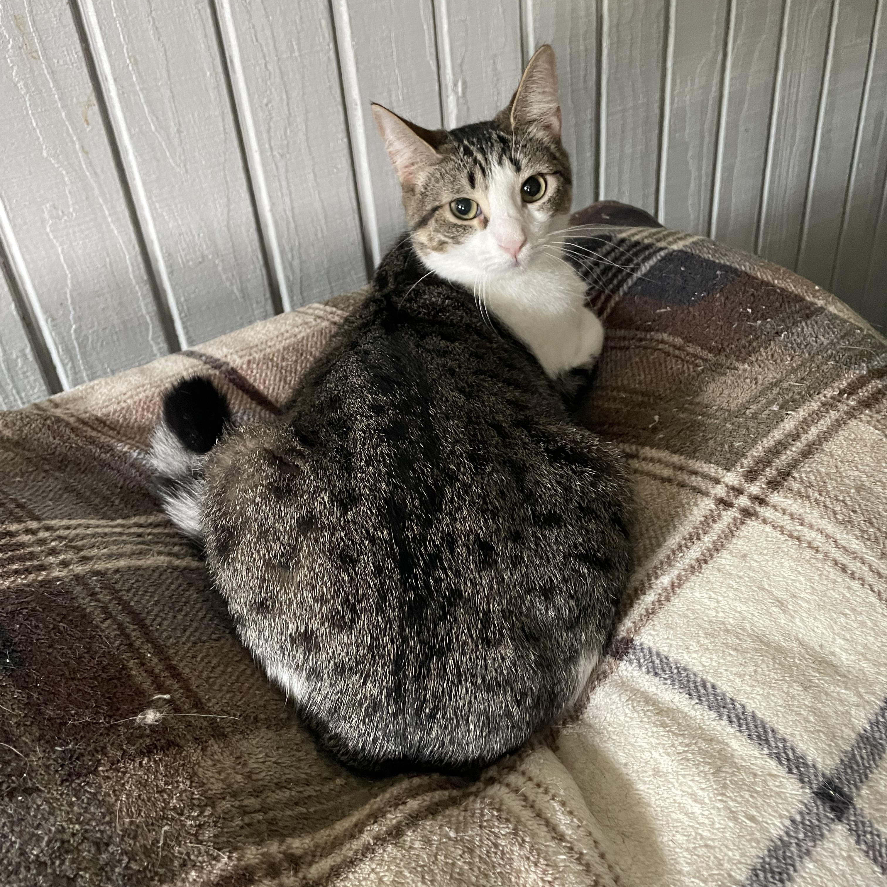 Enlarge Millie, a ADOPTABLE mixed breed in Tifton, GA image 1/2