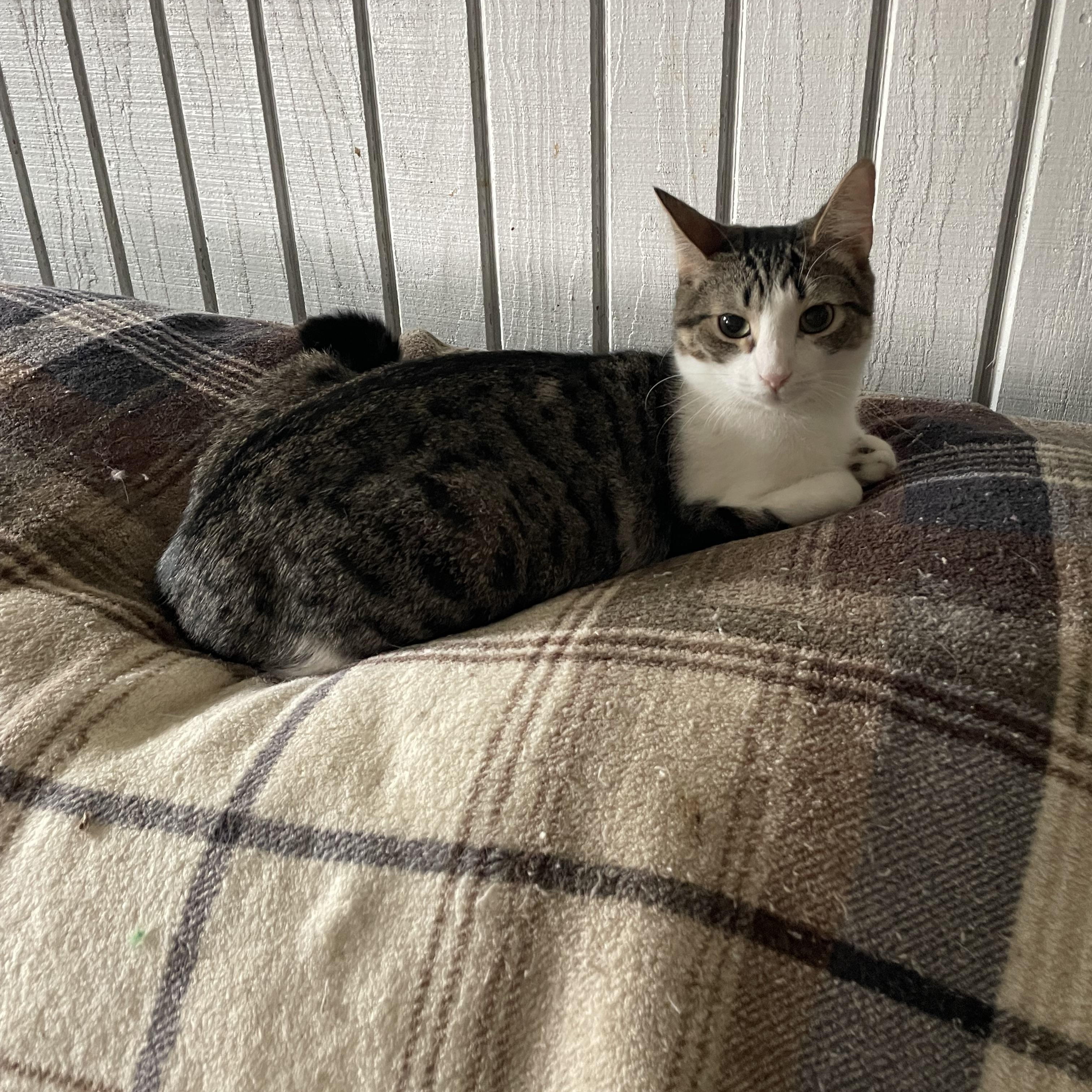 Enlarge Millie, a ADOPTABLE mixed breed in Tifton, GA image 2/2