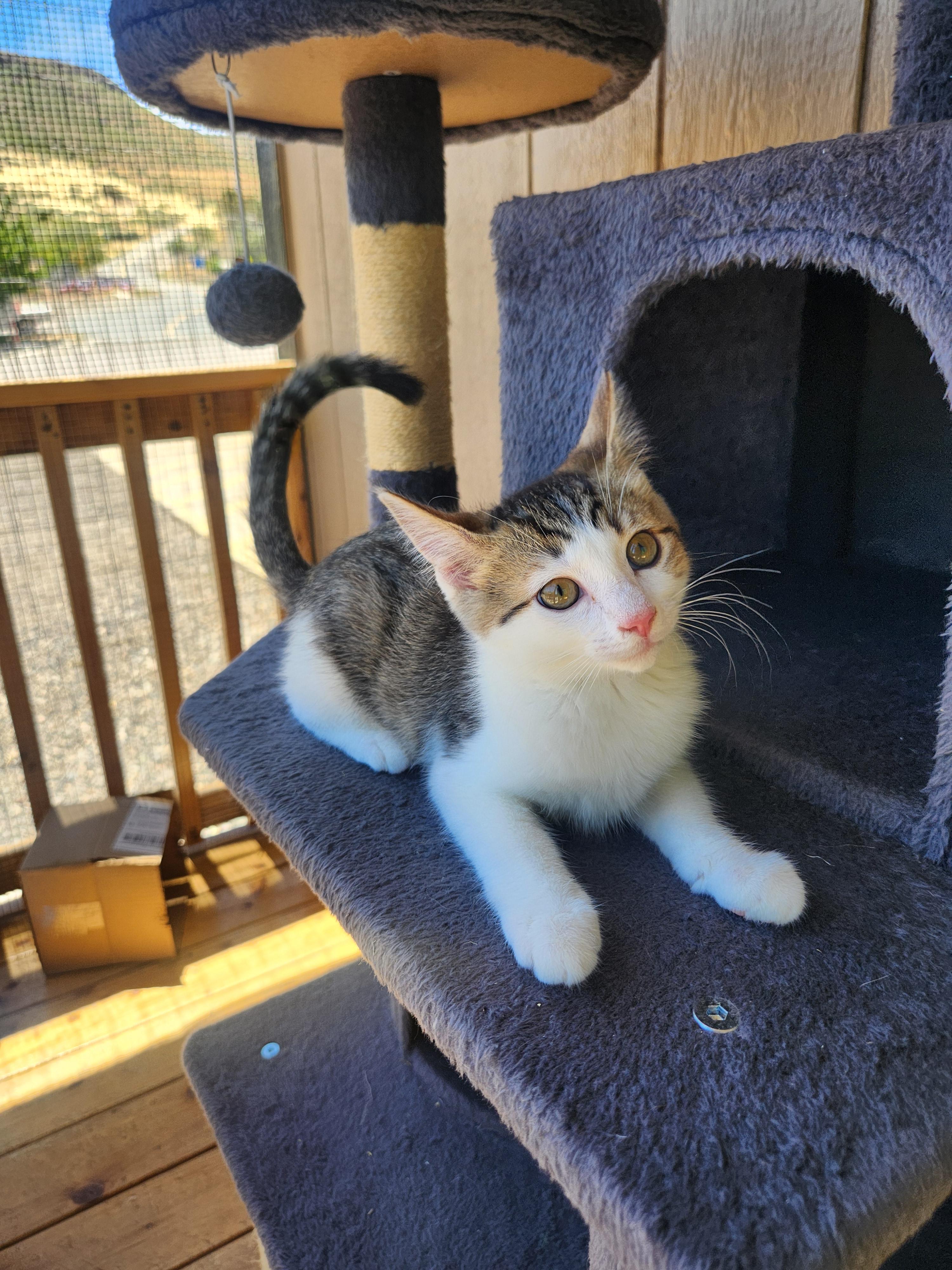 Emmy, a ADOPTABLE Domestic Short Hair in Yarnell, AZ image 2/2