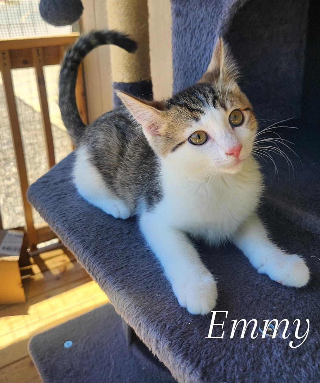 Emmy, a ADOPTABLE Domestic Short Hair in Yarnell, AZ image 1/2