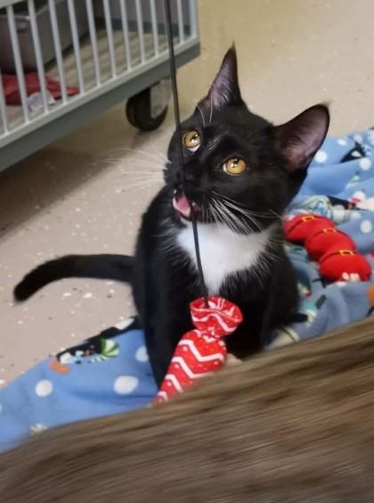 Enlarge Candy, a Adoptable mixed breed in Waupaca, WI image 1/1