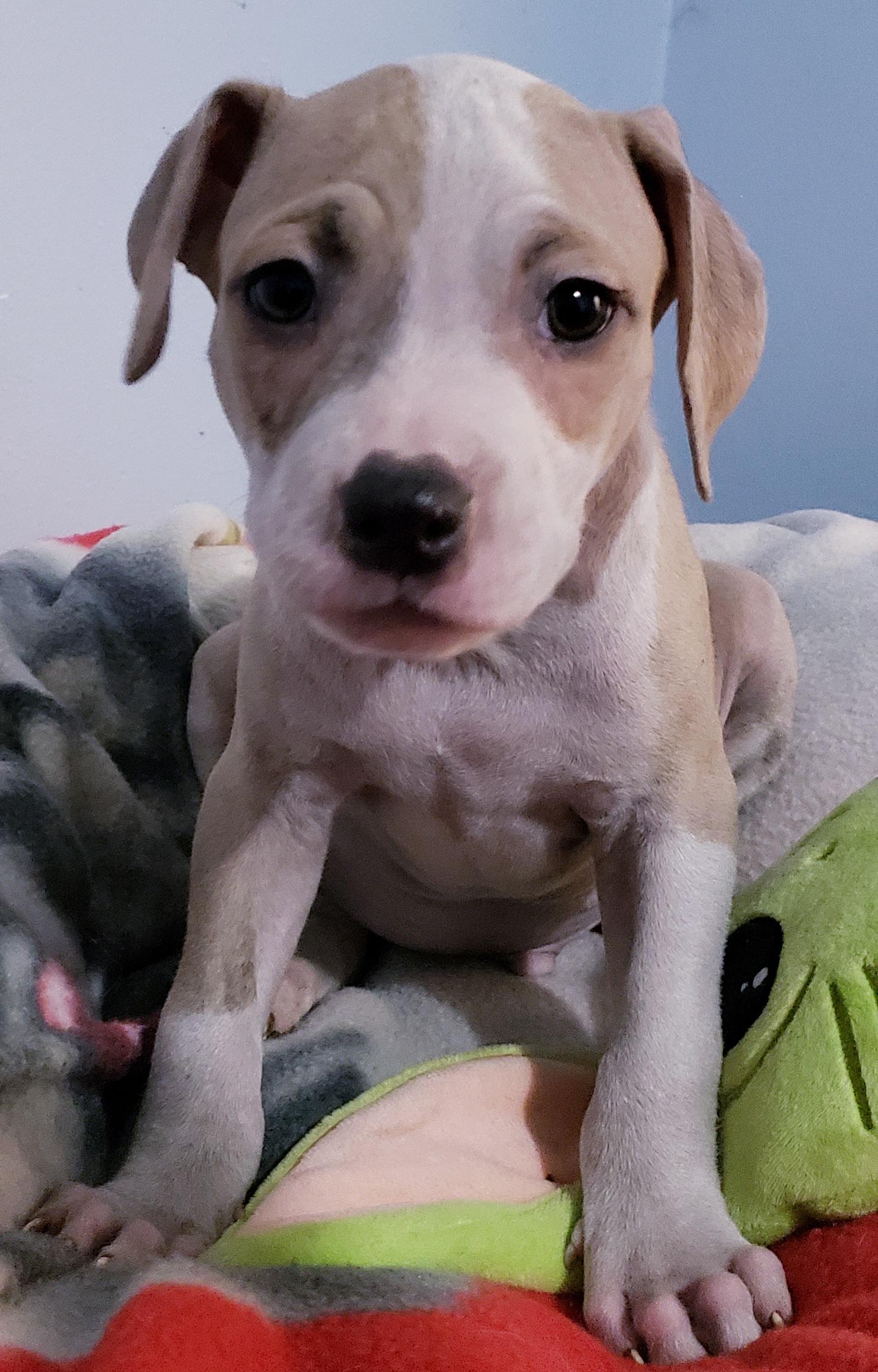 Brock, a ADOPTABLE mixed breed in Detroit, MI image 3/5