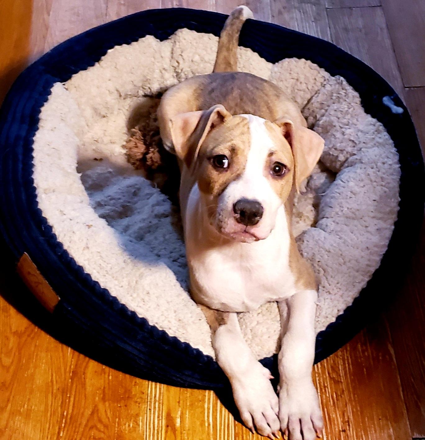 Brock, a ADOPTABLE mixed breed in Detroit, MI image 1/5