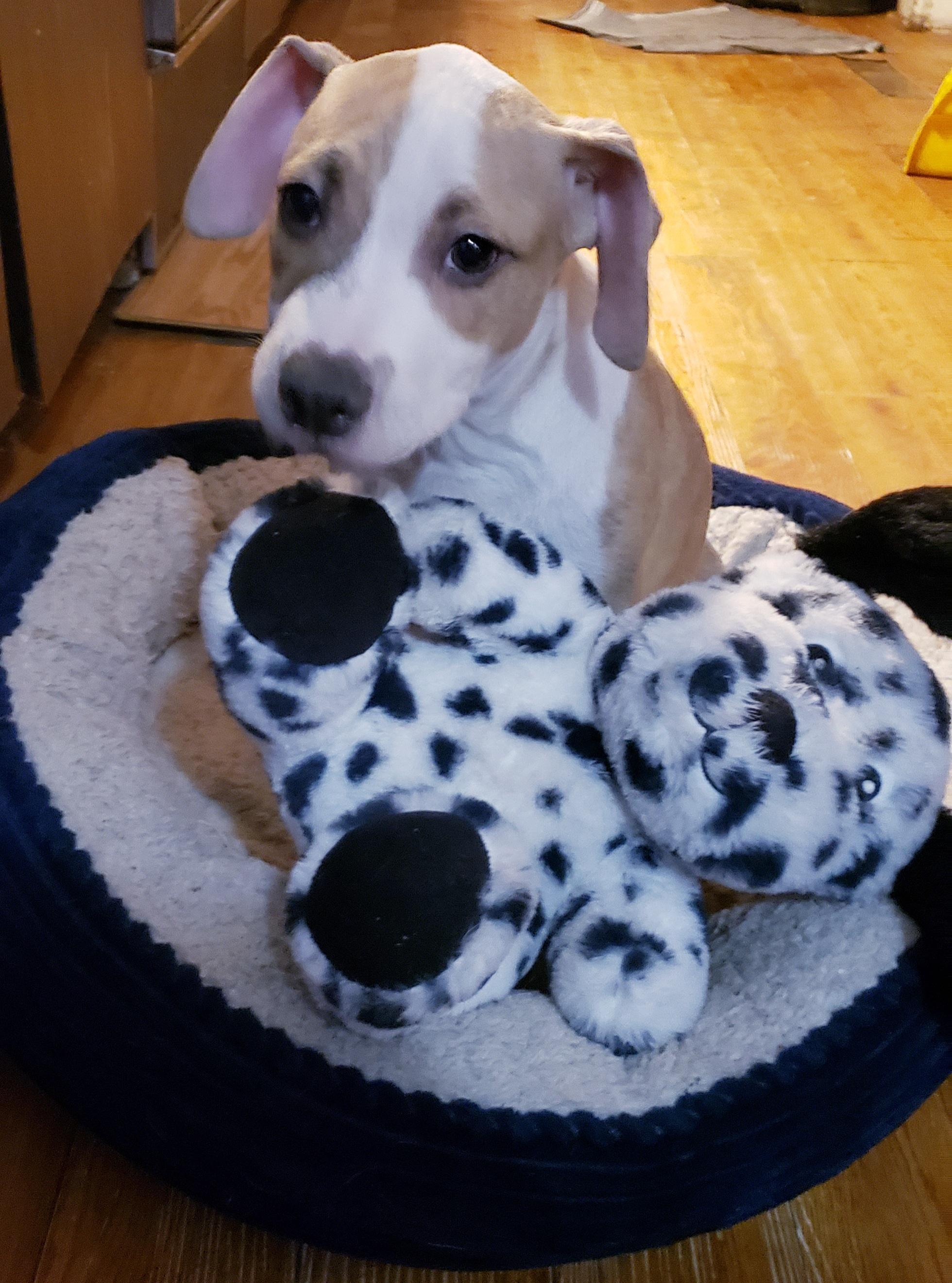 Brock, a ADOPTABLE mixed breed in Detroit, MI image 3/5