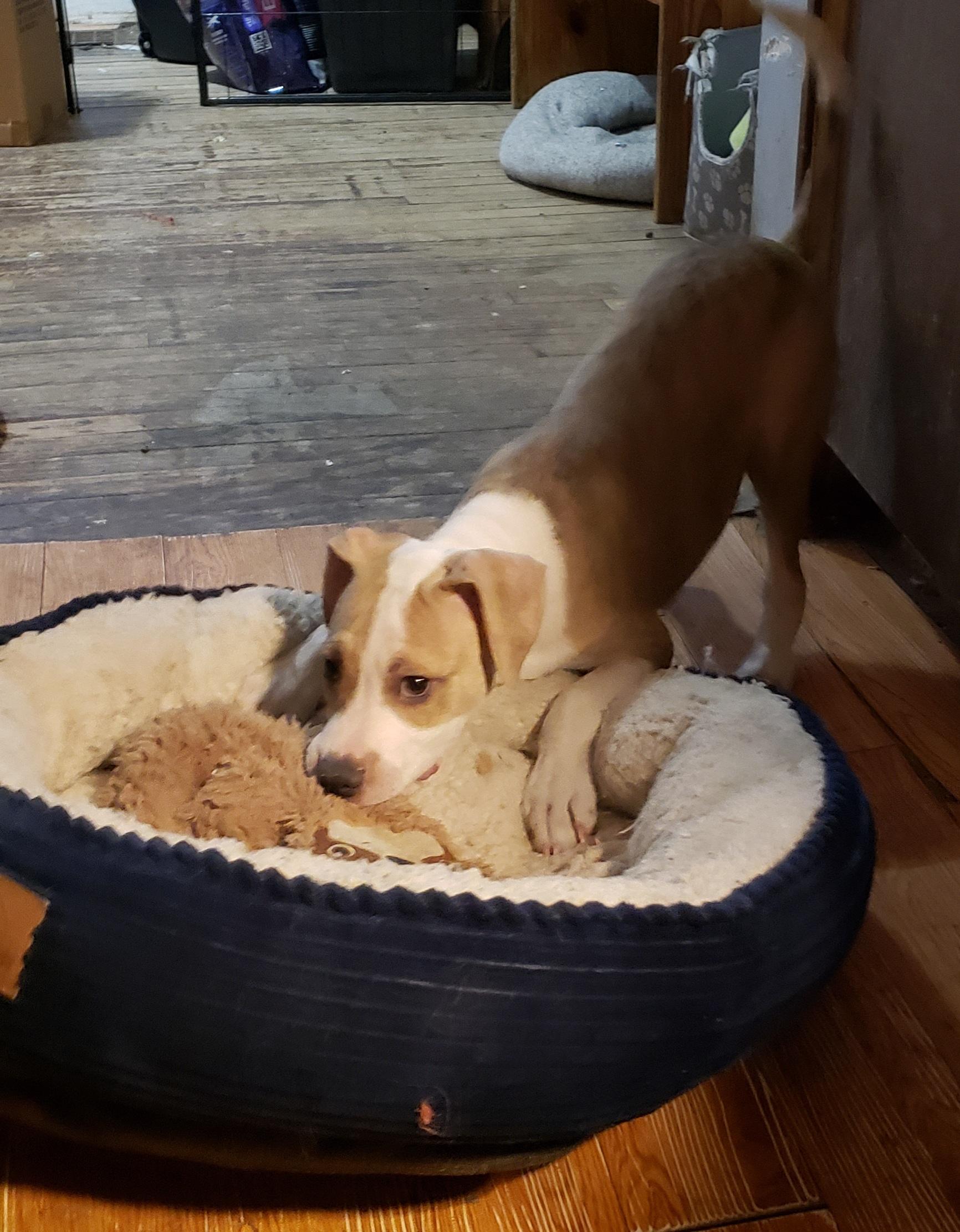 Brock, a ADOPTABLE mixed breed in Detroit, MI image 4/5