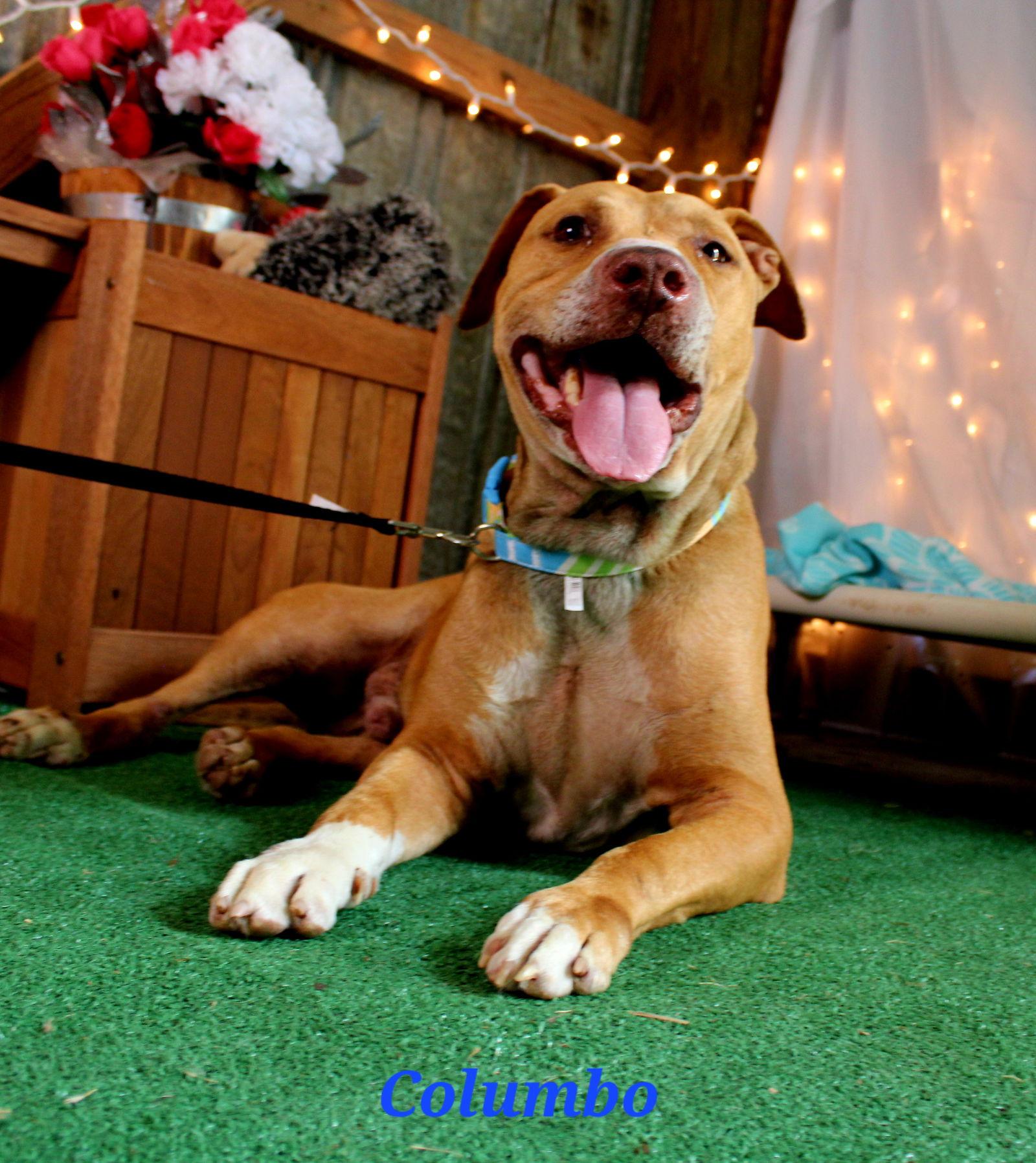 Columbo, Adoptable, Young Male Pit Bull Terrier.