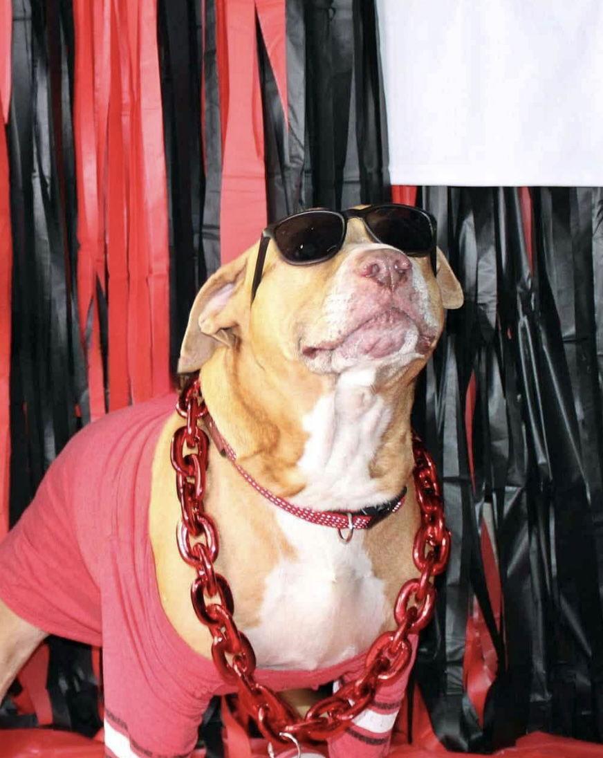 Columbo, a Adoptable Pit Bull Terrier in Chatsworth, GA image 2/3