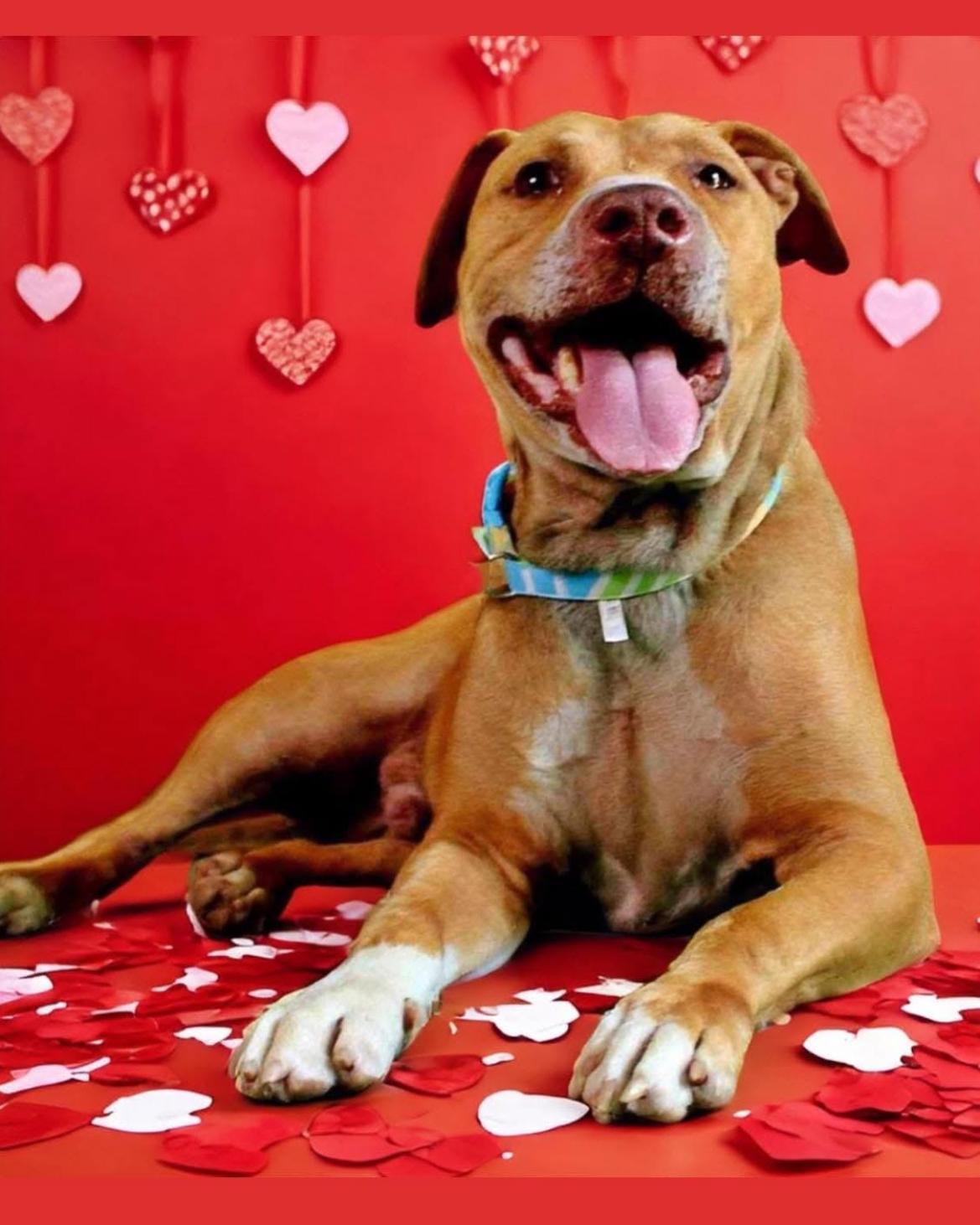 Columbo, a Adoptable Pit Bull Terrier in Chatsworth, GA image 3/3