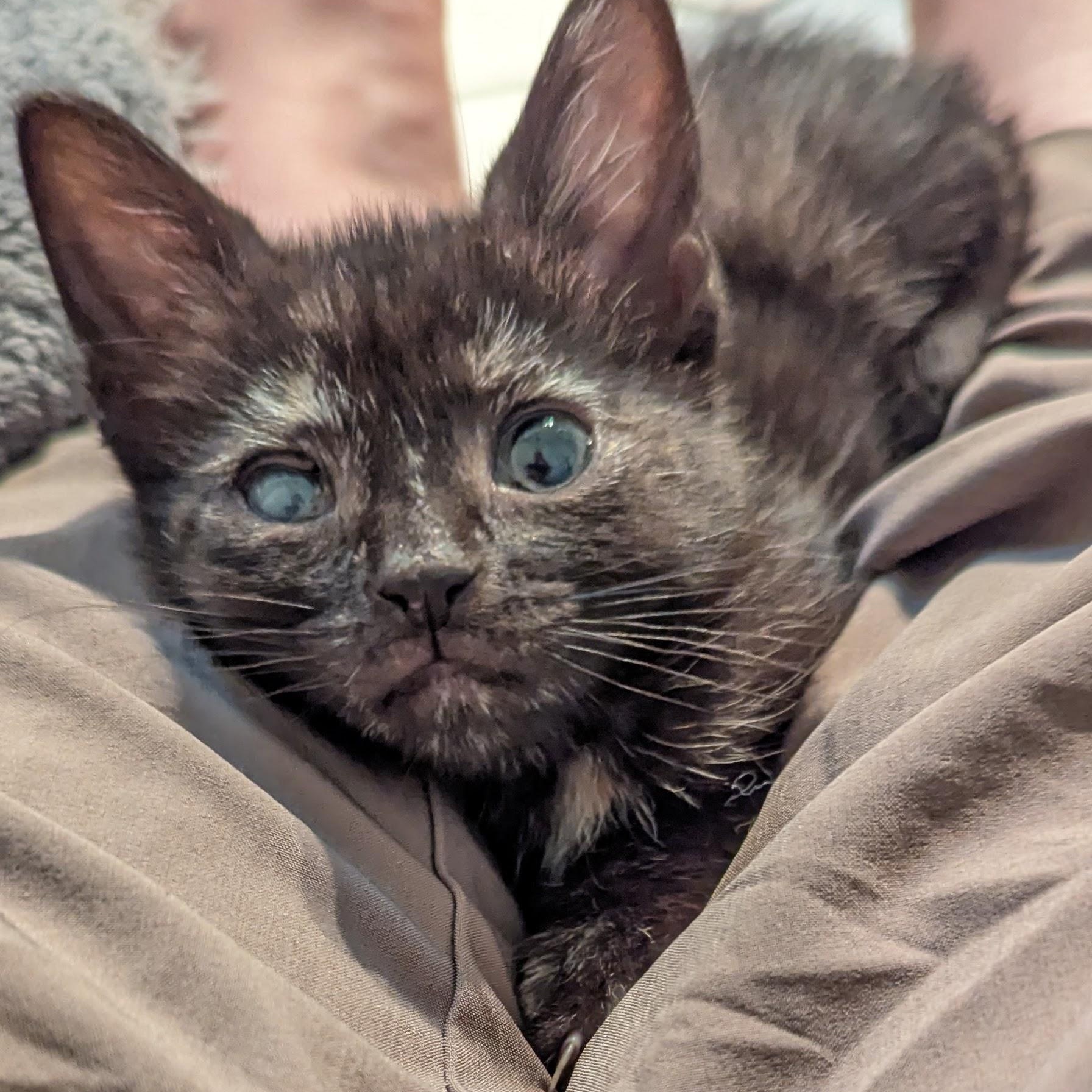 Ysabell, a Adoptable mixed breed in Hyattsville, MD image 4/6