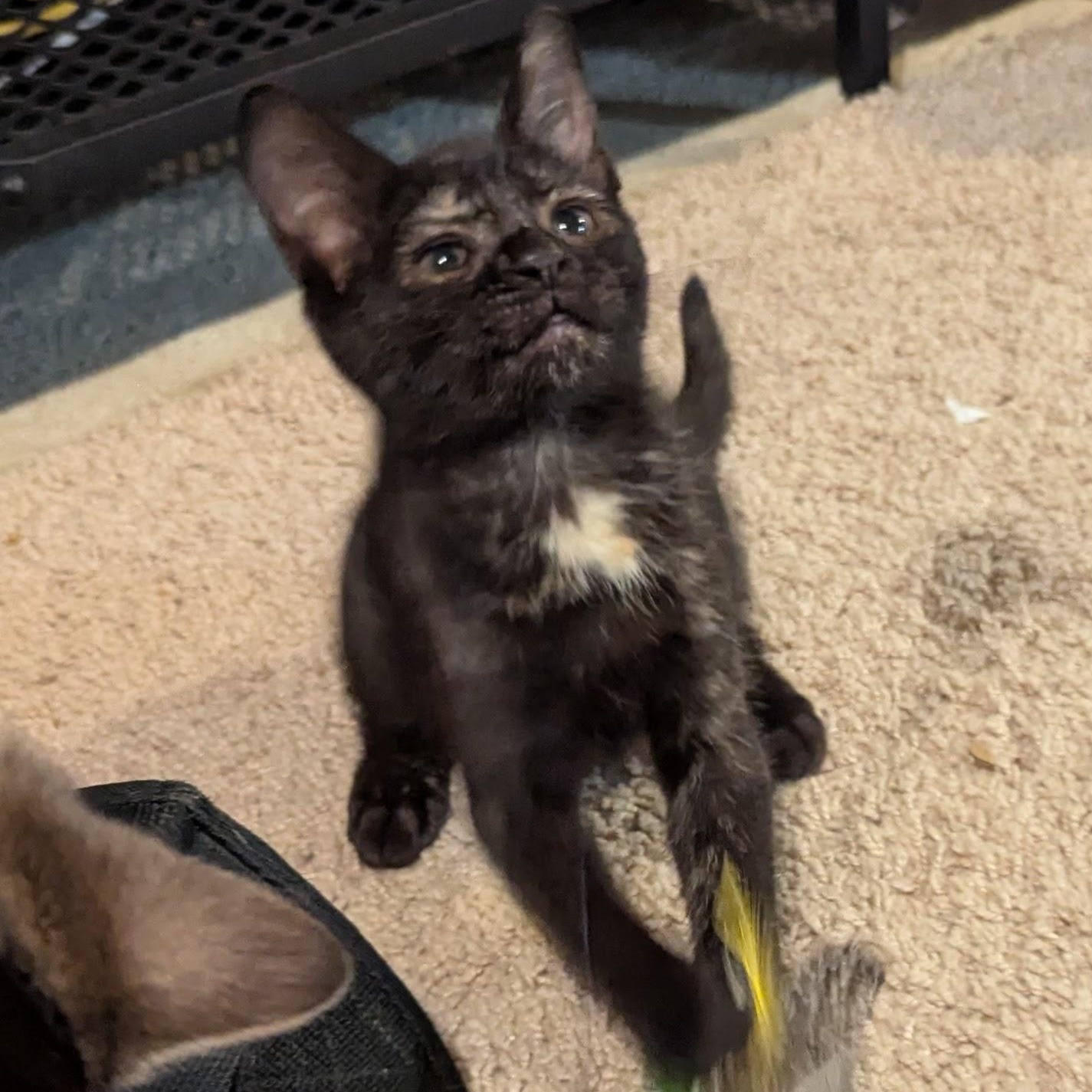 Ysabell, a Adoptable mixed breed in Hyattsville, MD image 6/6