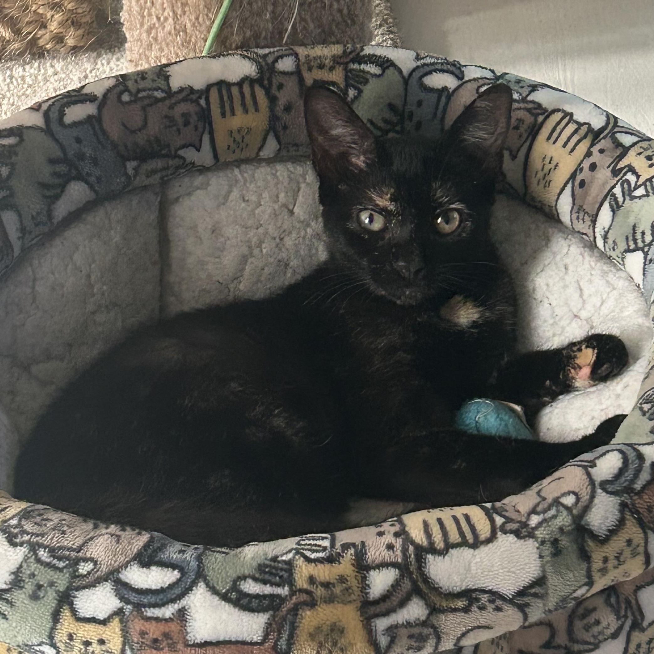 Enlarge Ysabell, a Adoptable mixed breed in Hyattsville, MD image 3/6