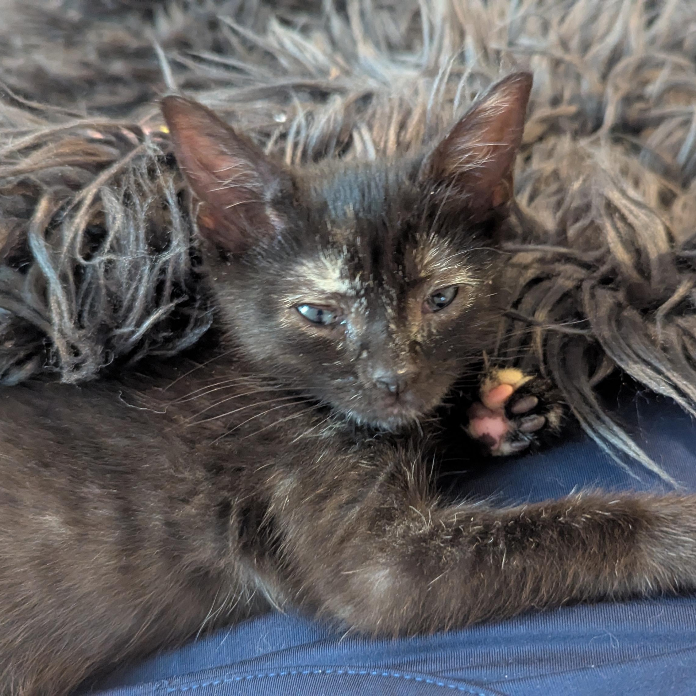 Ysabell, a Adoptable mixed breed in Hyattsville, MD image 1/6