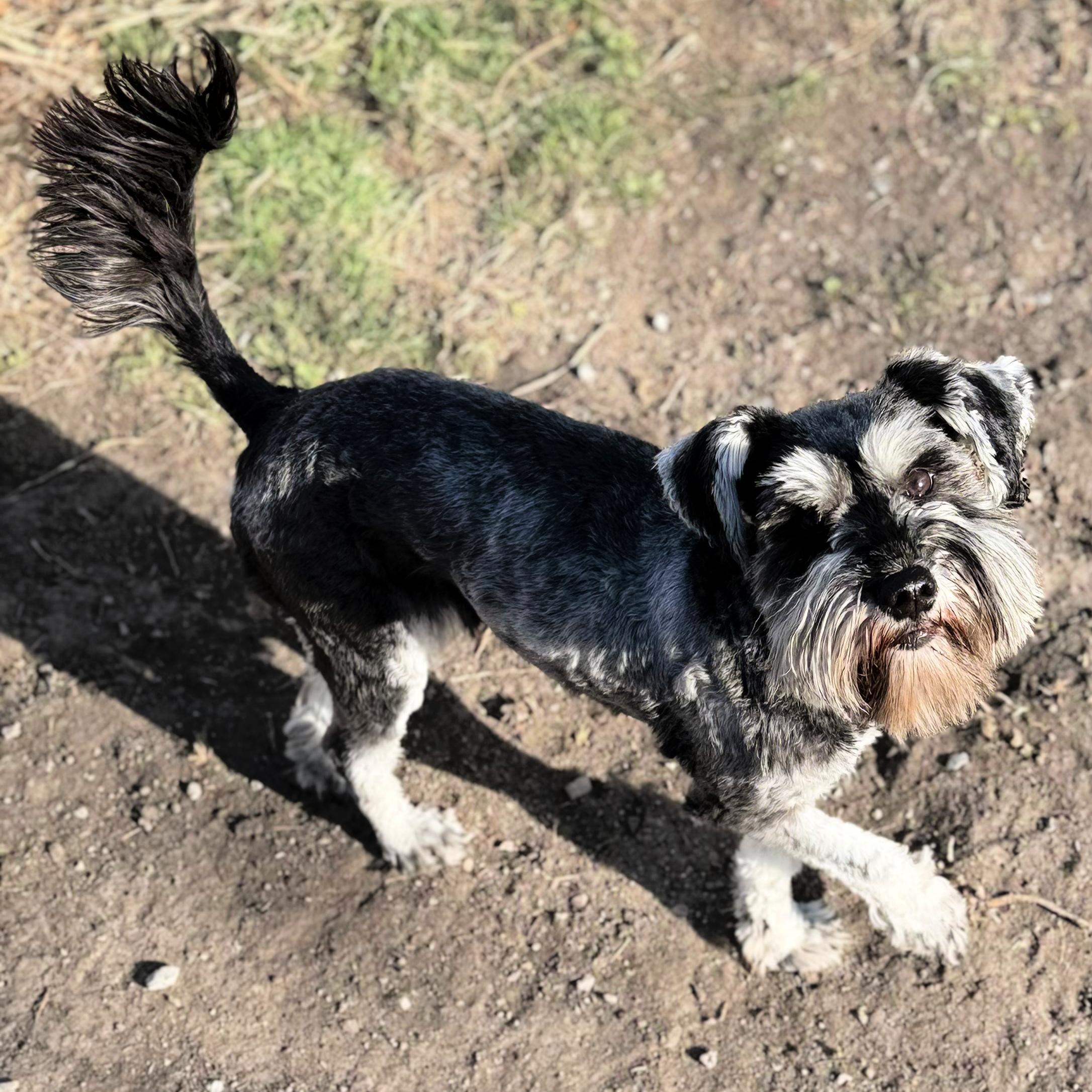 Enlarge Enya, a ADOPTABLE Miniature Schnauzer in Lindon, UT image 4/5