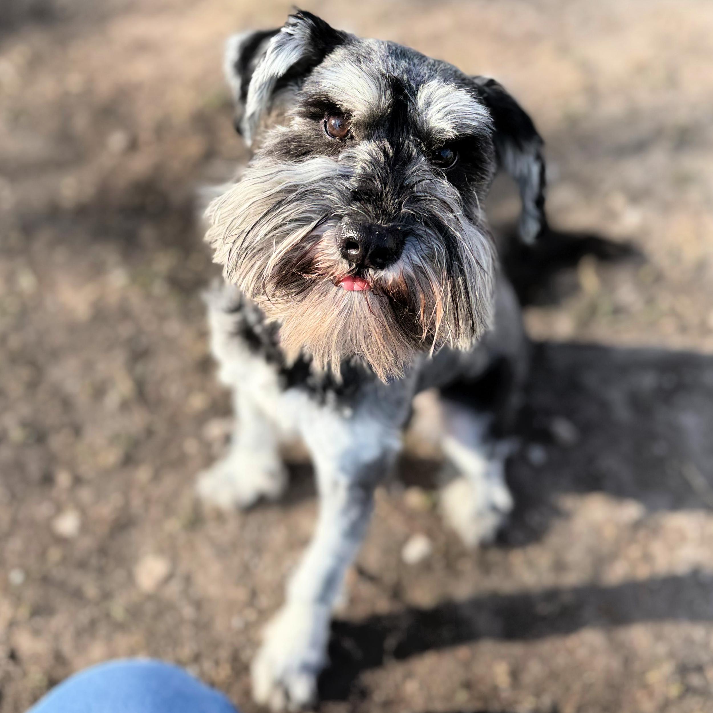 Enlarge Enya, a ADOPTABLE Miniature Schnauzer in Lindon, UT image 3/5