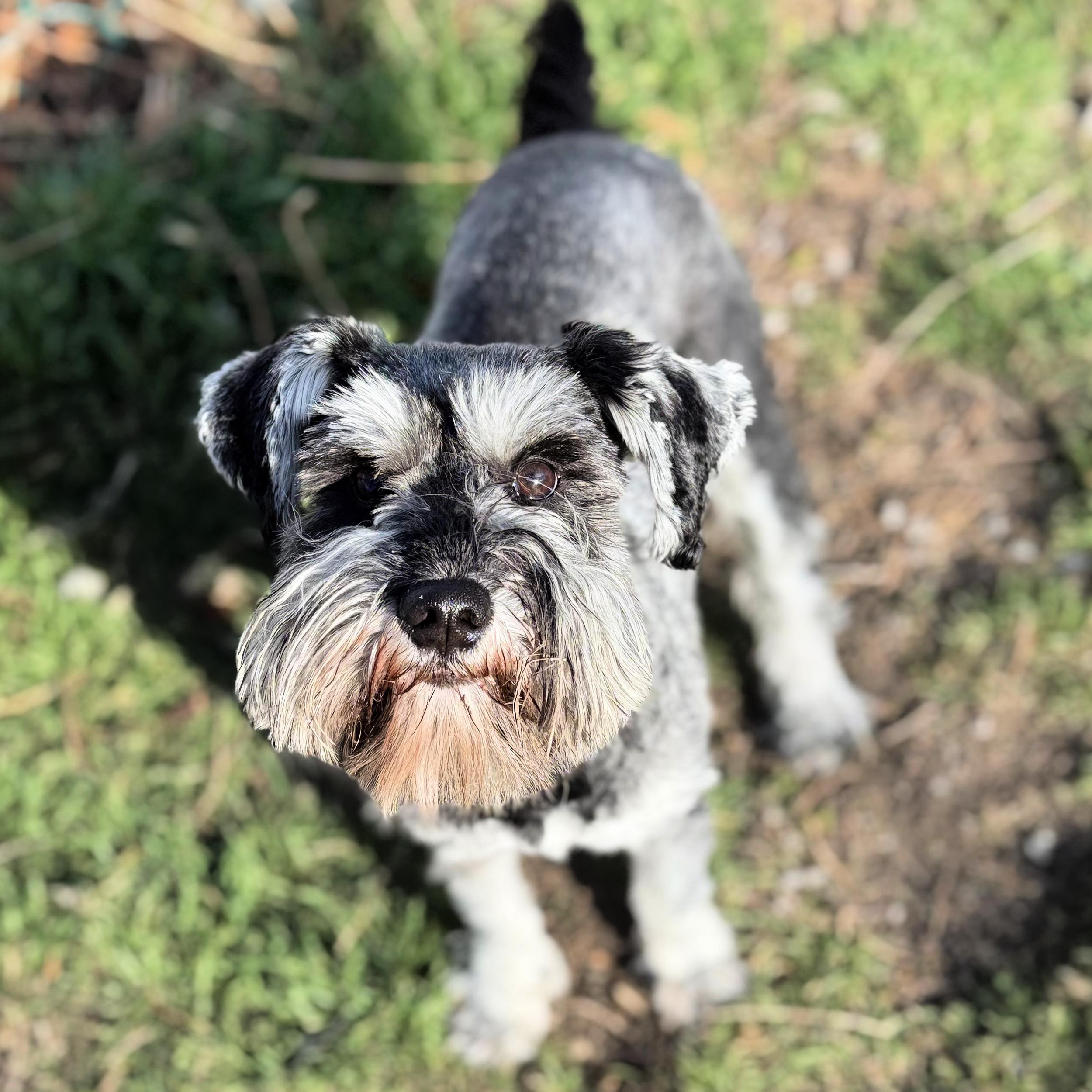 Enlarge Enya, a ADOPTABLE Miniature Schnauzer in Lindon, UT image 5/5